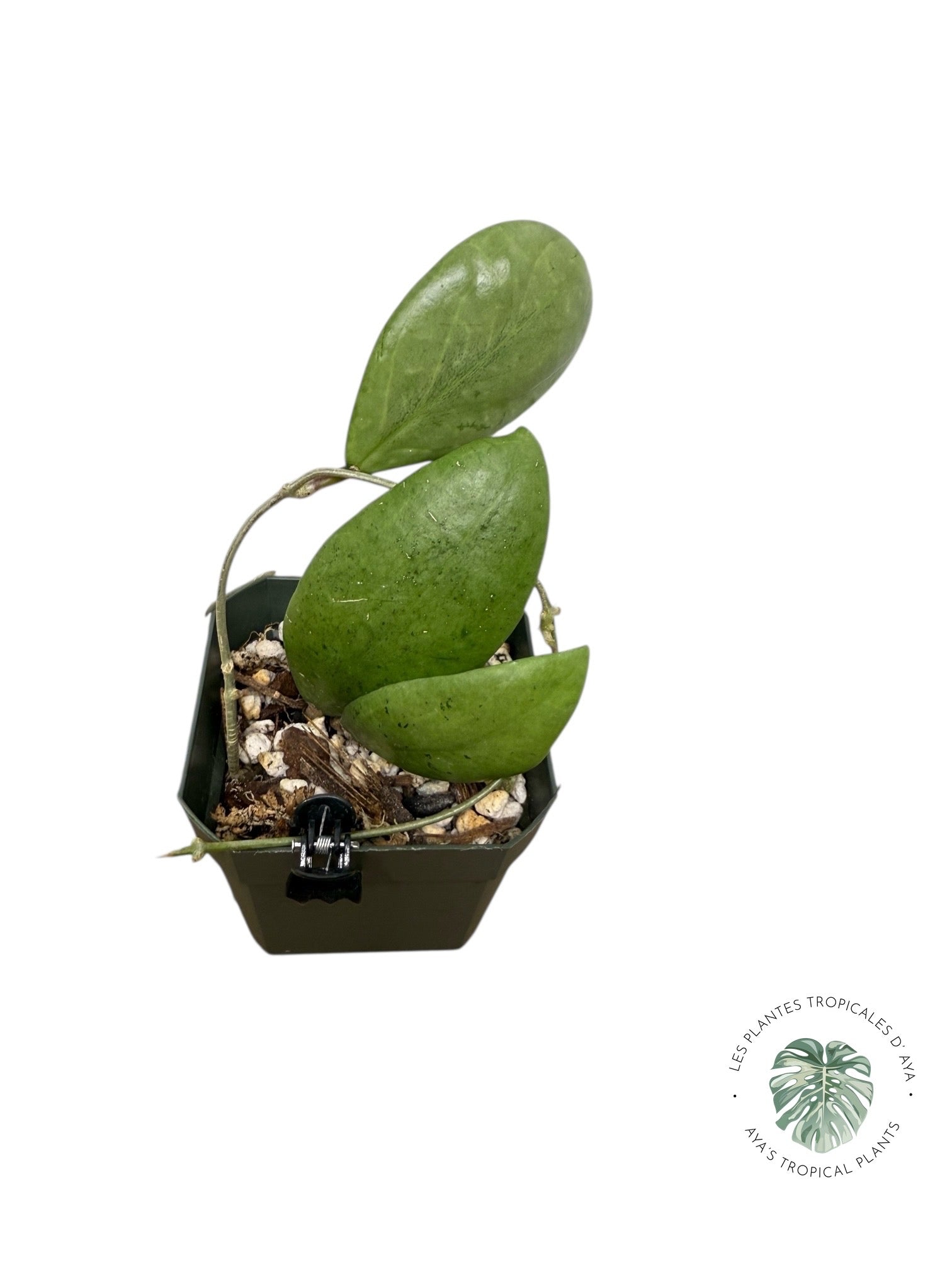 Hoya erythrostemma (Argent) -