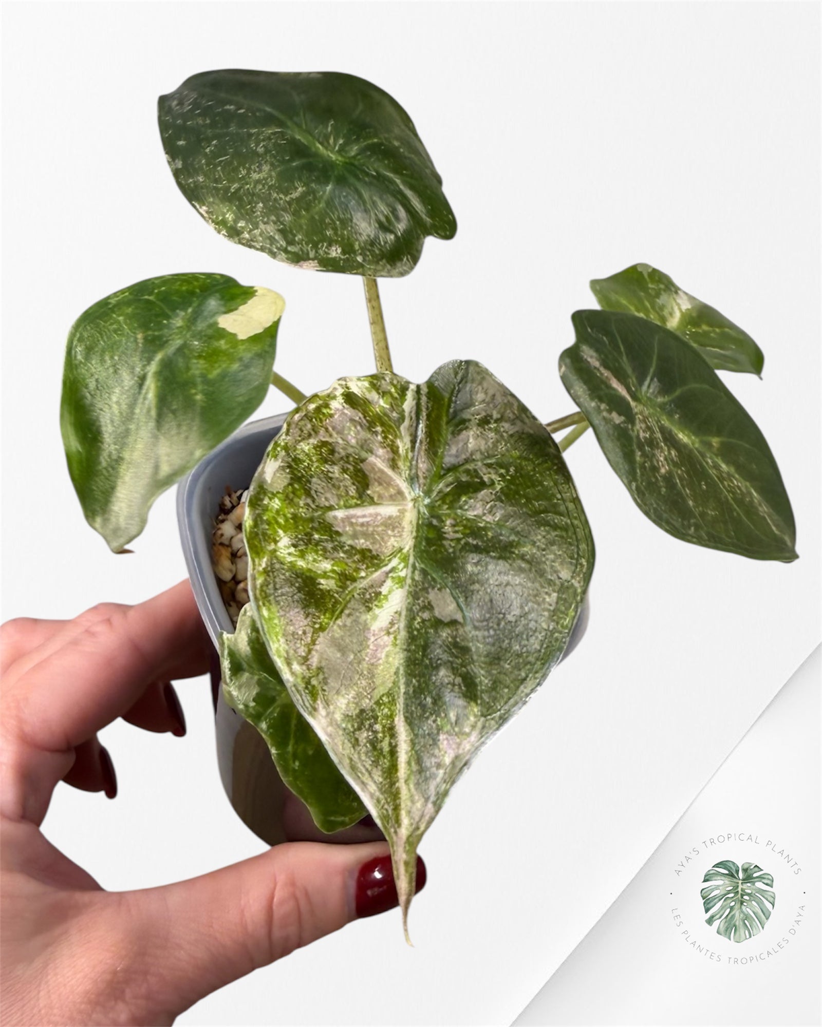 Alocasia Wentii Albo Pink Variegated