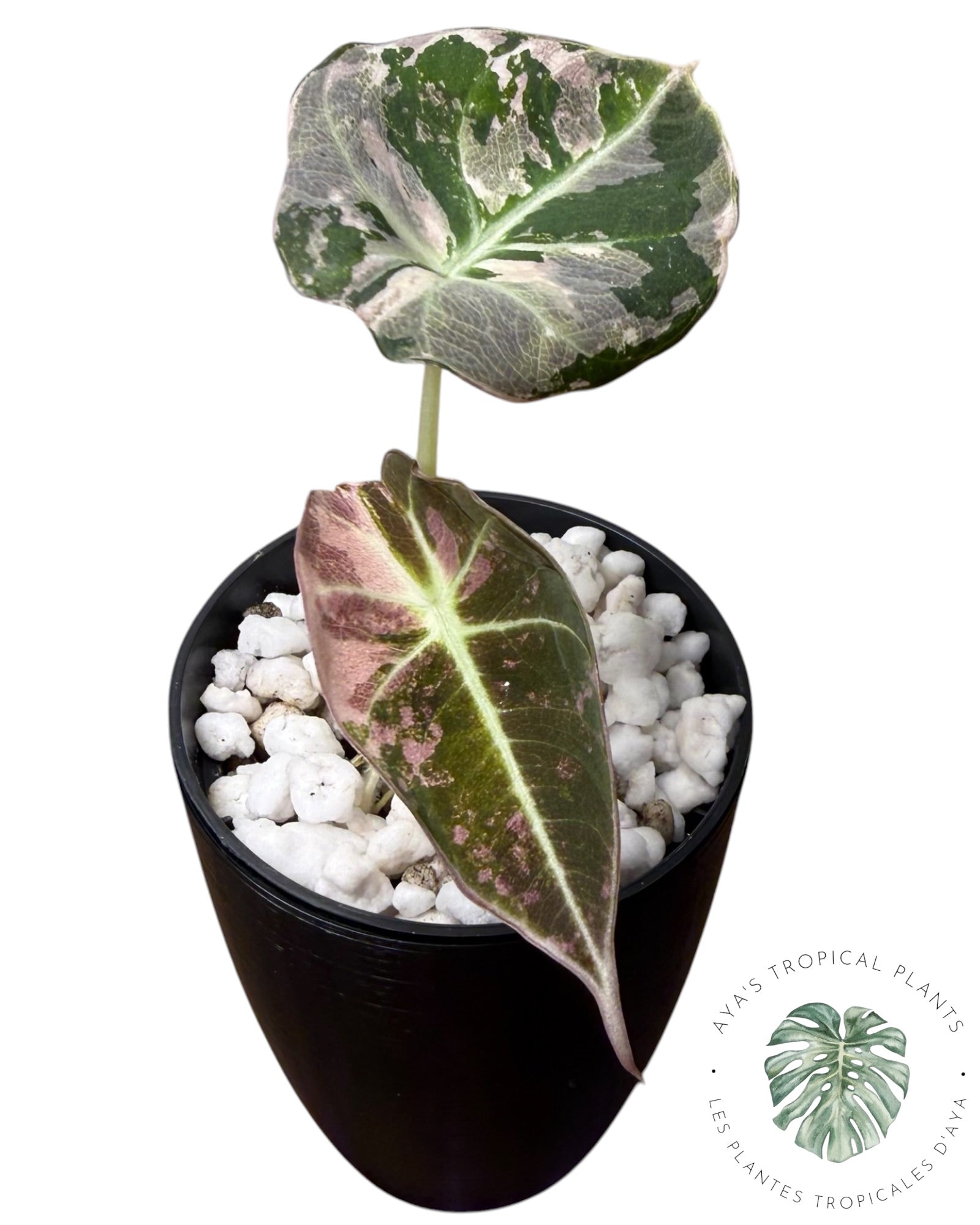Alocasia Black Velvet Snowflake Variegated
