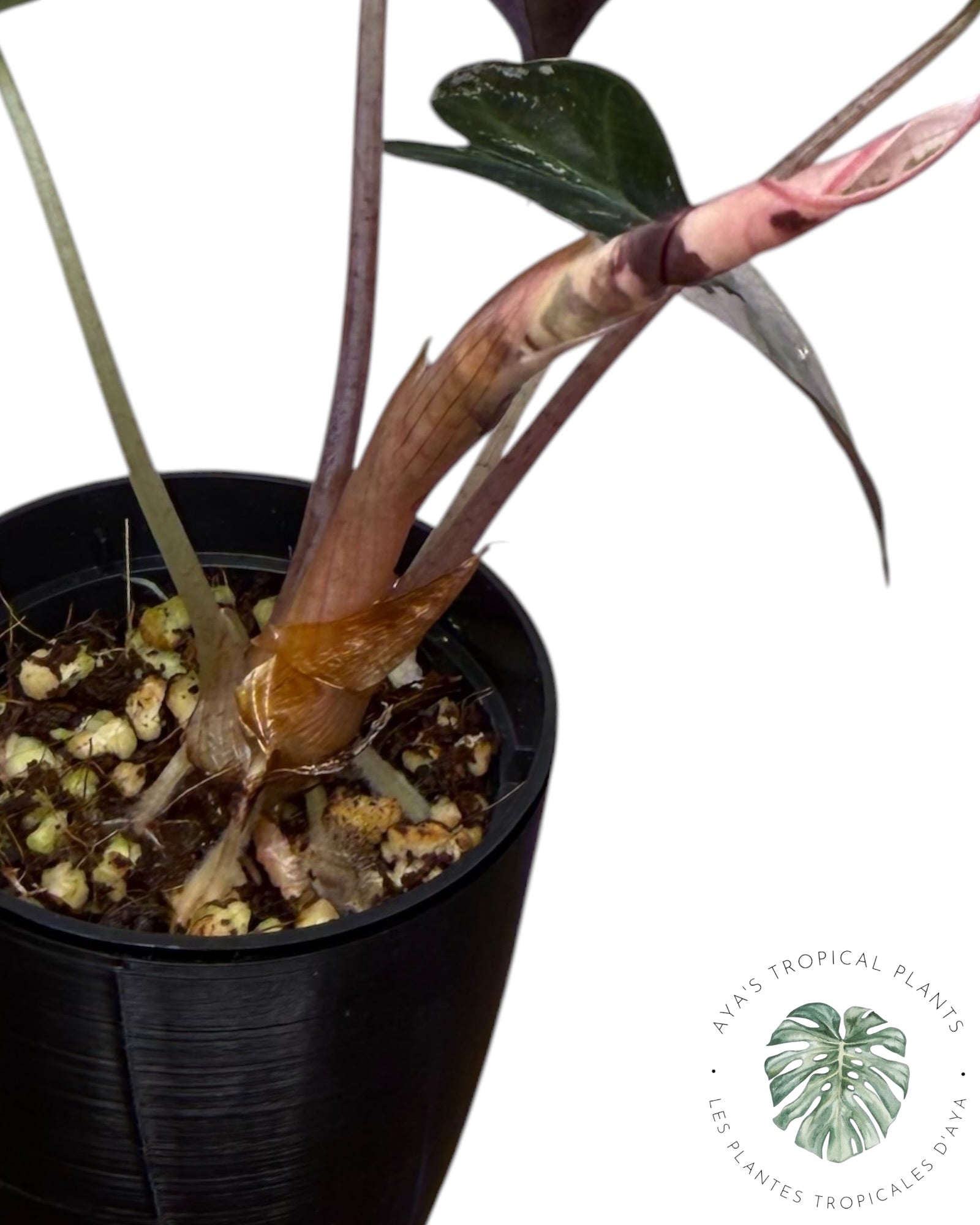 Alocasia Polly Pink Snowflake