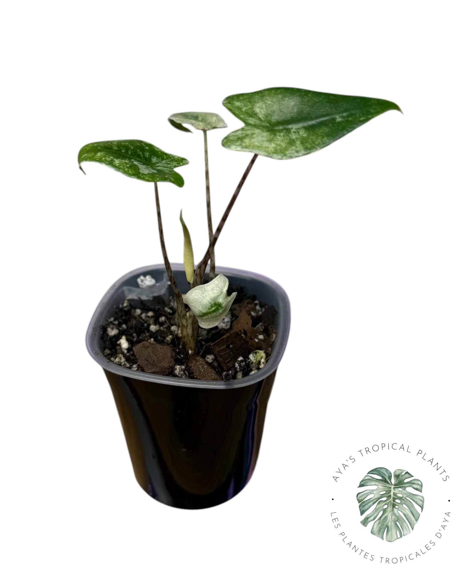 Alocasia Zebrina Mint