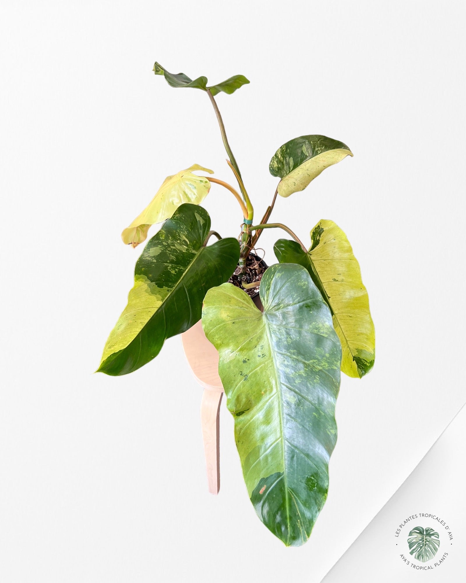 Philodendron Whipple Way-XXL