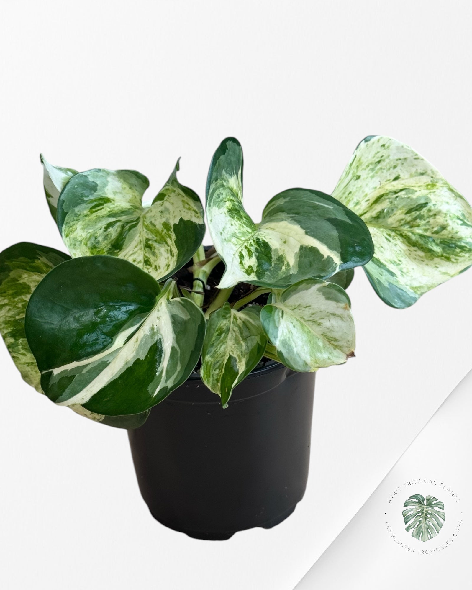 Pothos 'Manjula'-B