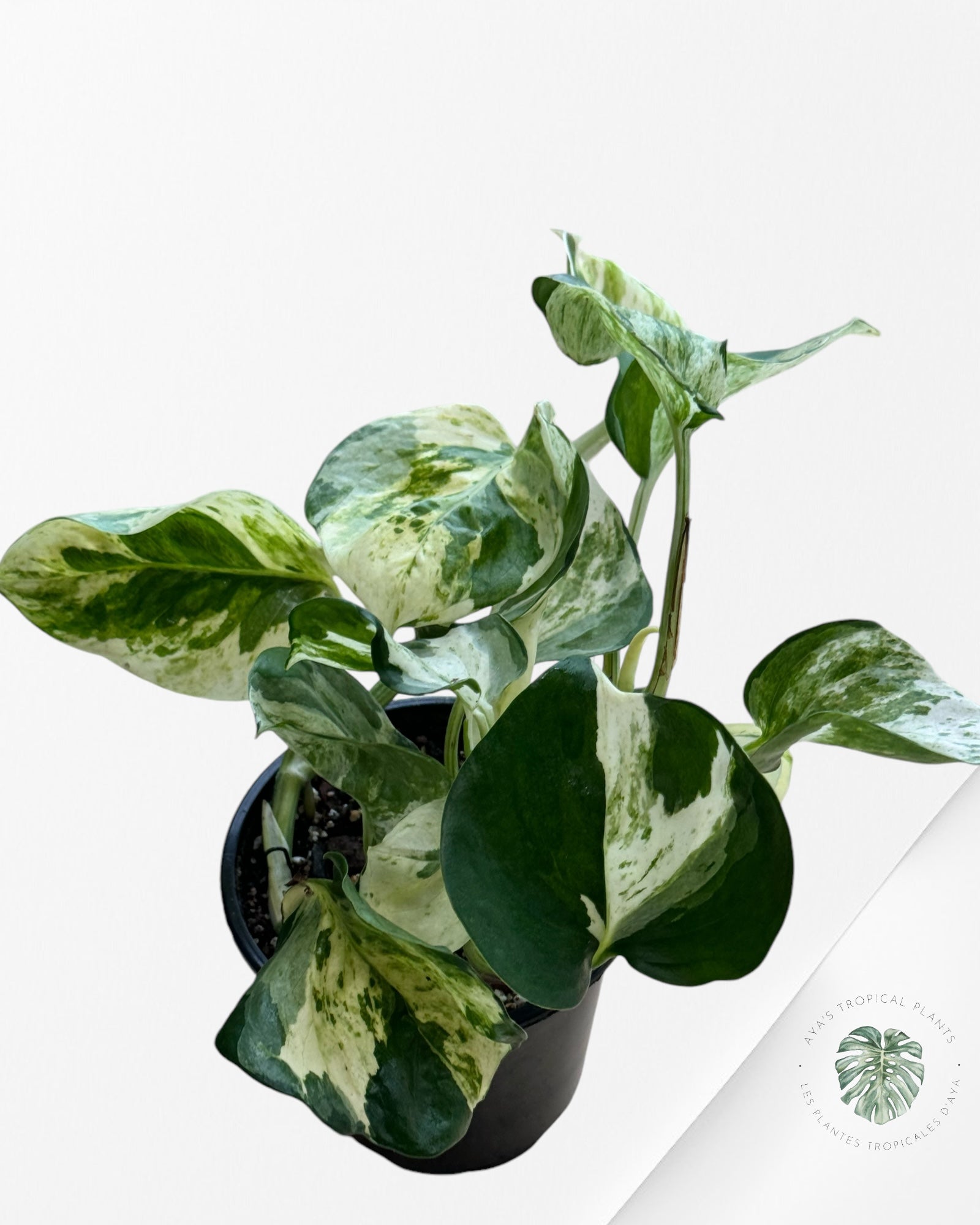 Pothos 'Manjula'-E