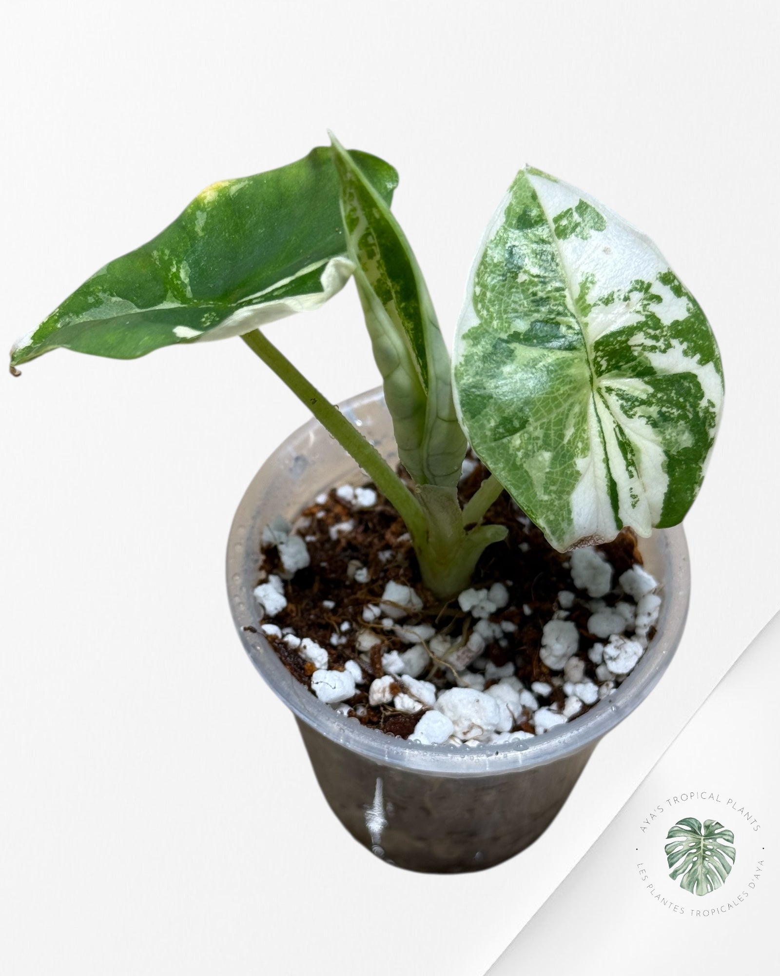 Alocasia Bisma sp. 'Platinum' Albo Variegated - 261