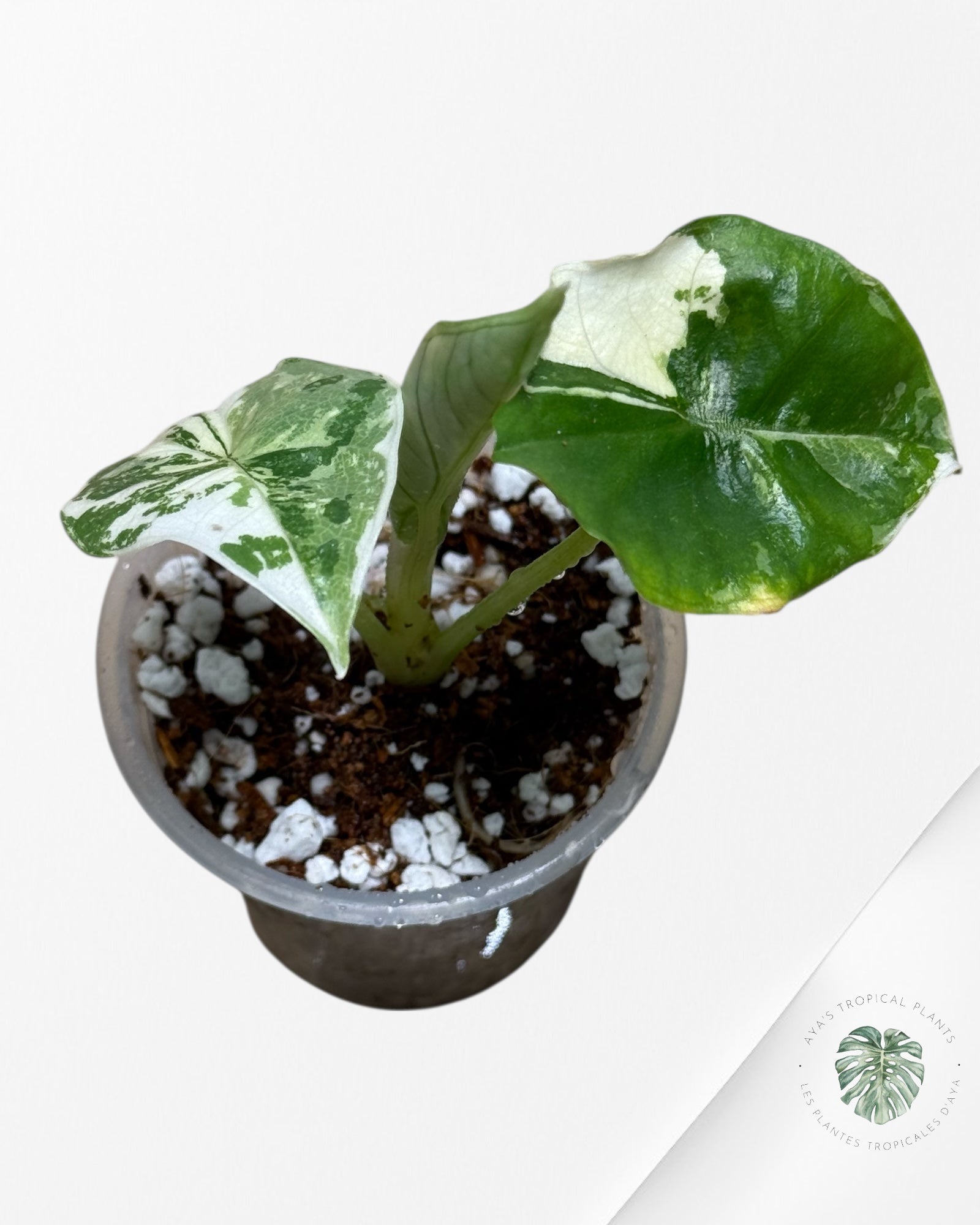 Alocasia Bisma sp. 'Platinum' Albo Variegated - 261