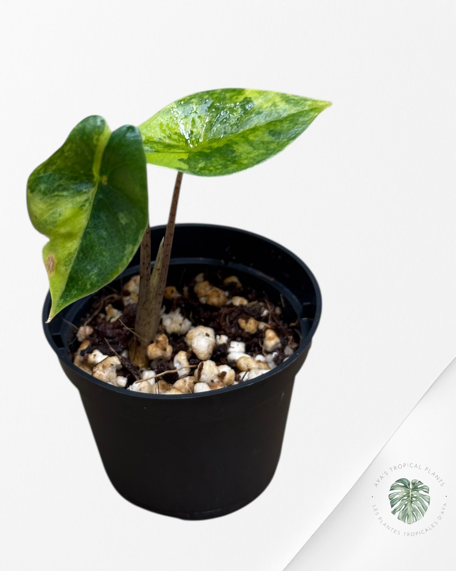 Alocasia Heterophylla Metallic Blue Variegated - 262