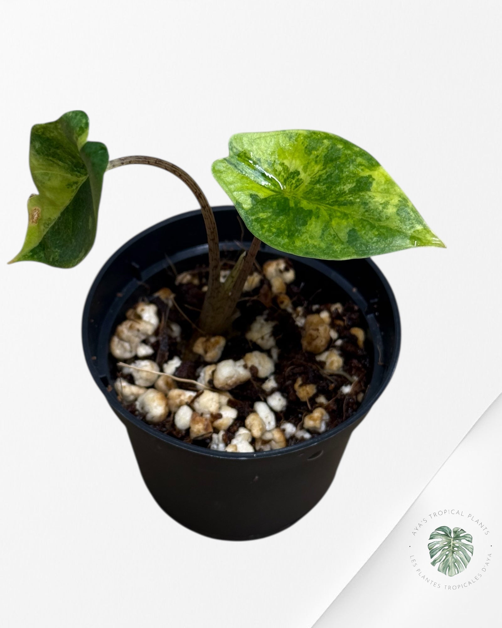 Alocasia Heterophylla Metallic Blue Variegated - 262