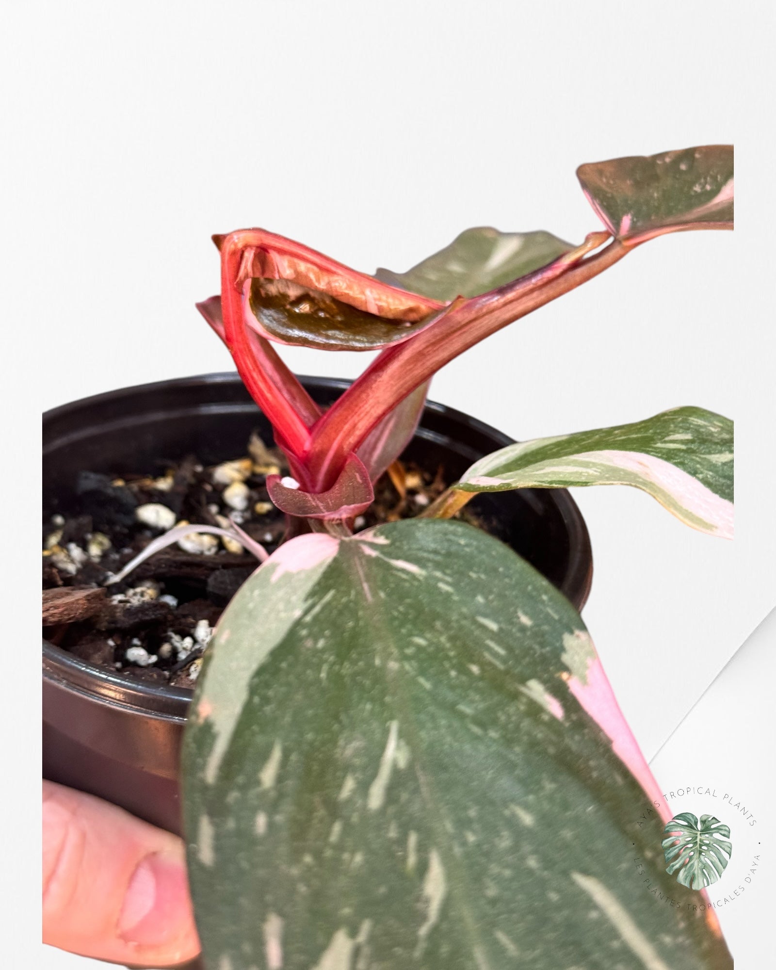 Philodendron Pink Princess Marble #33