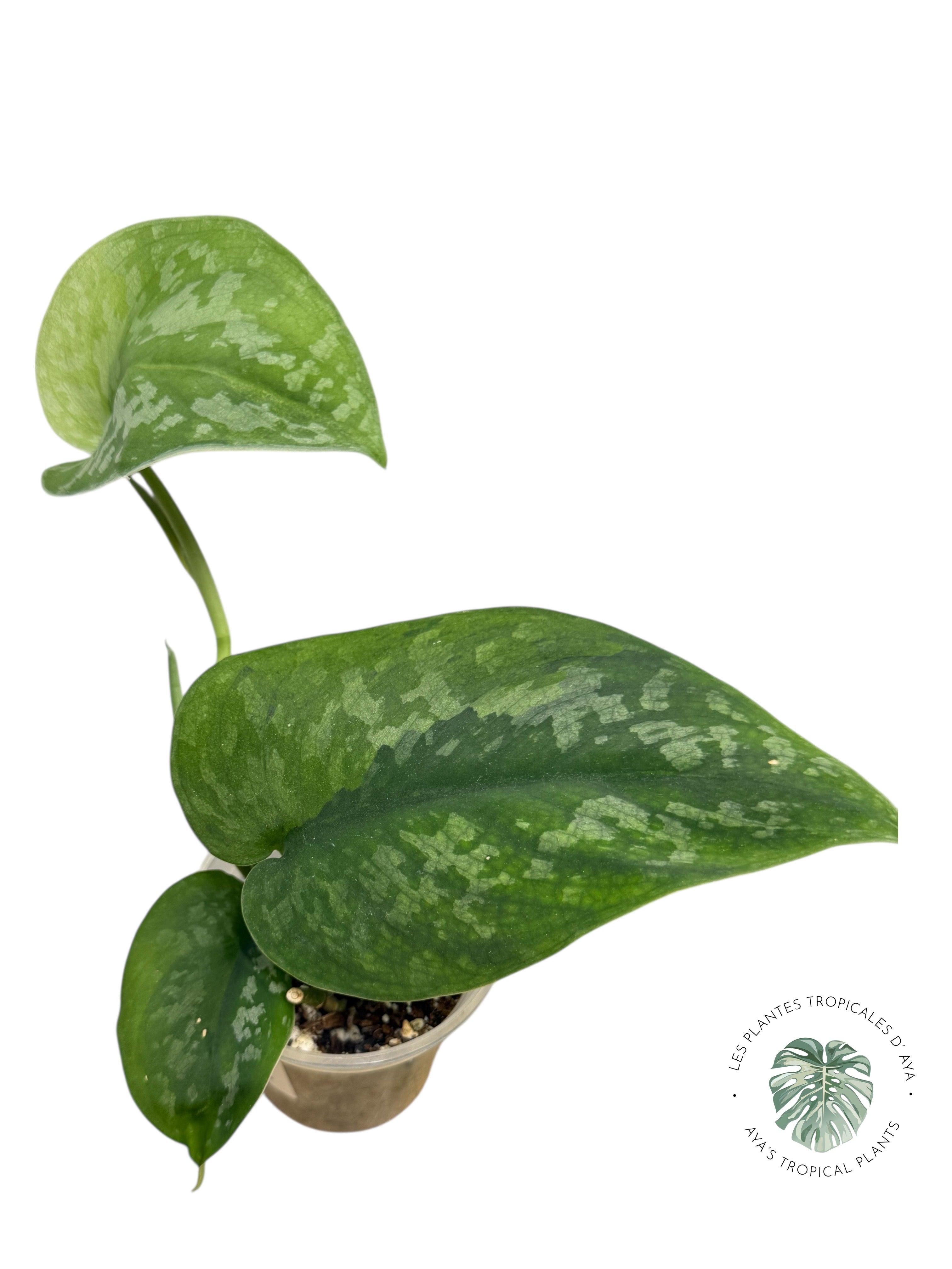 Scindapsus Kusuma -EXP20