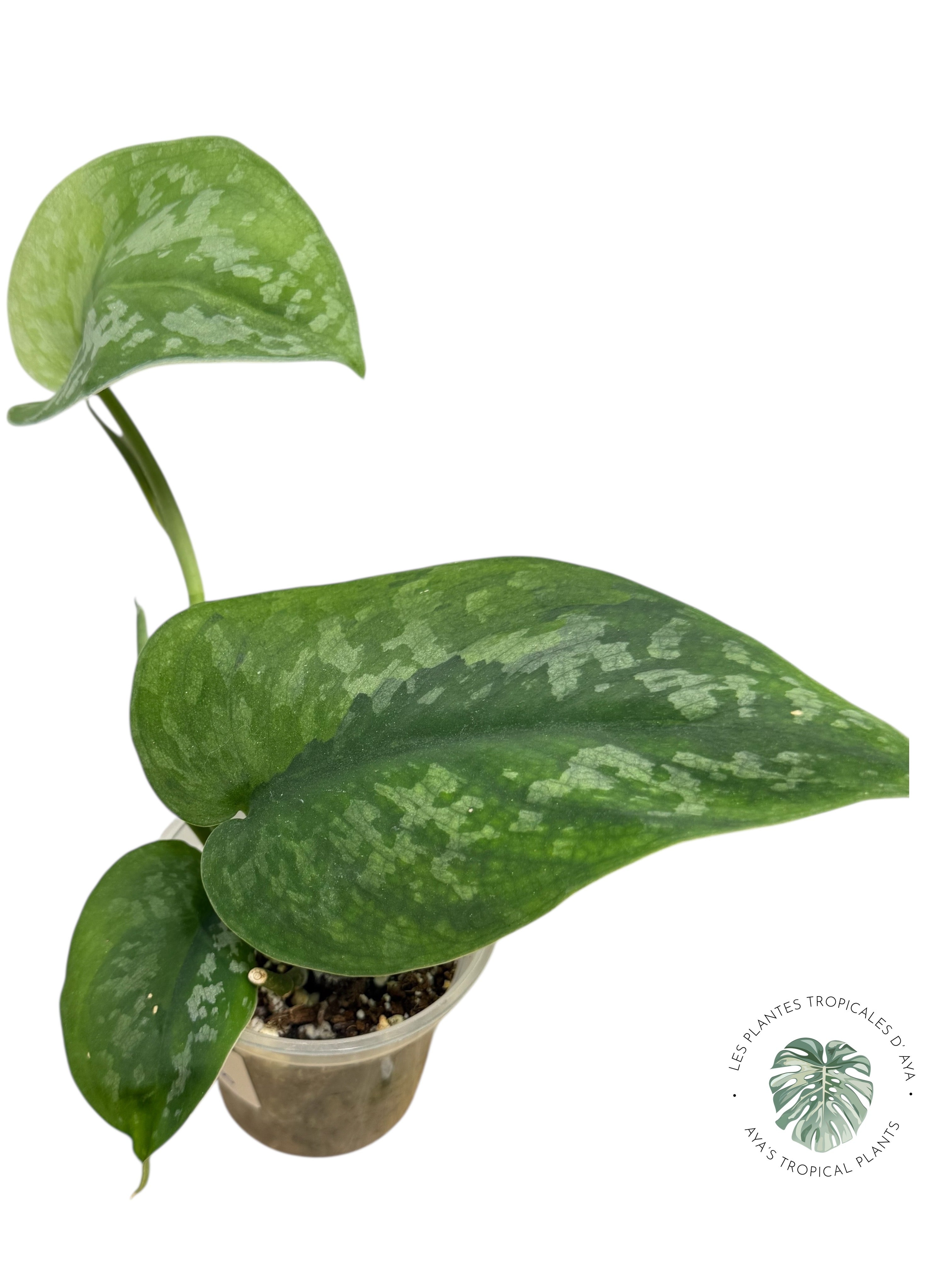 Scindapsus Kusuma -EXP20