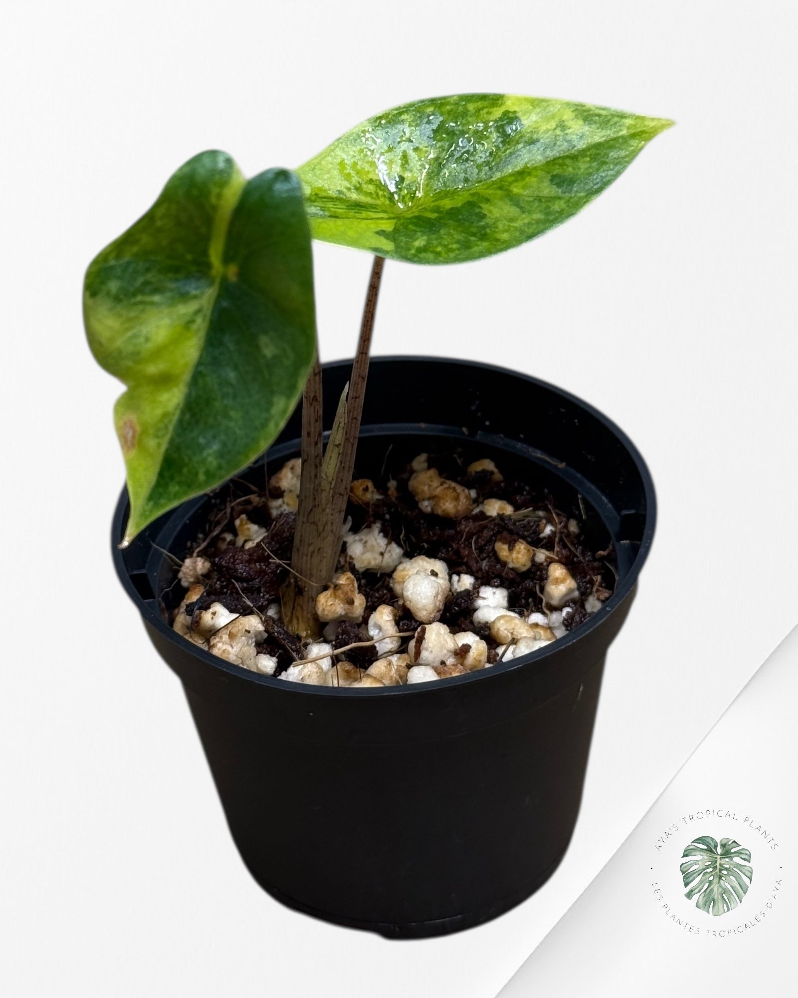 Alocasia Heterophylla Metallic Blue Variegated - 262