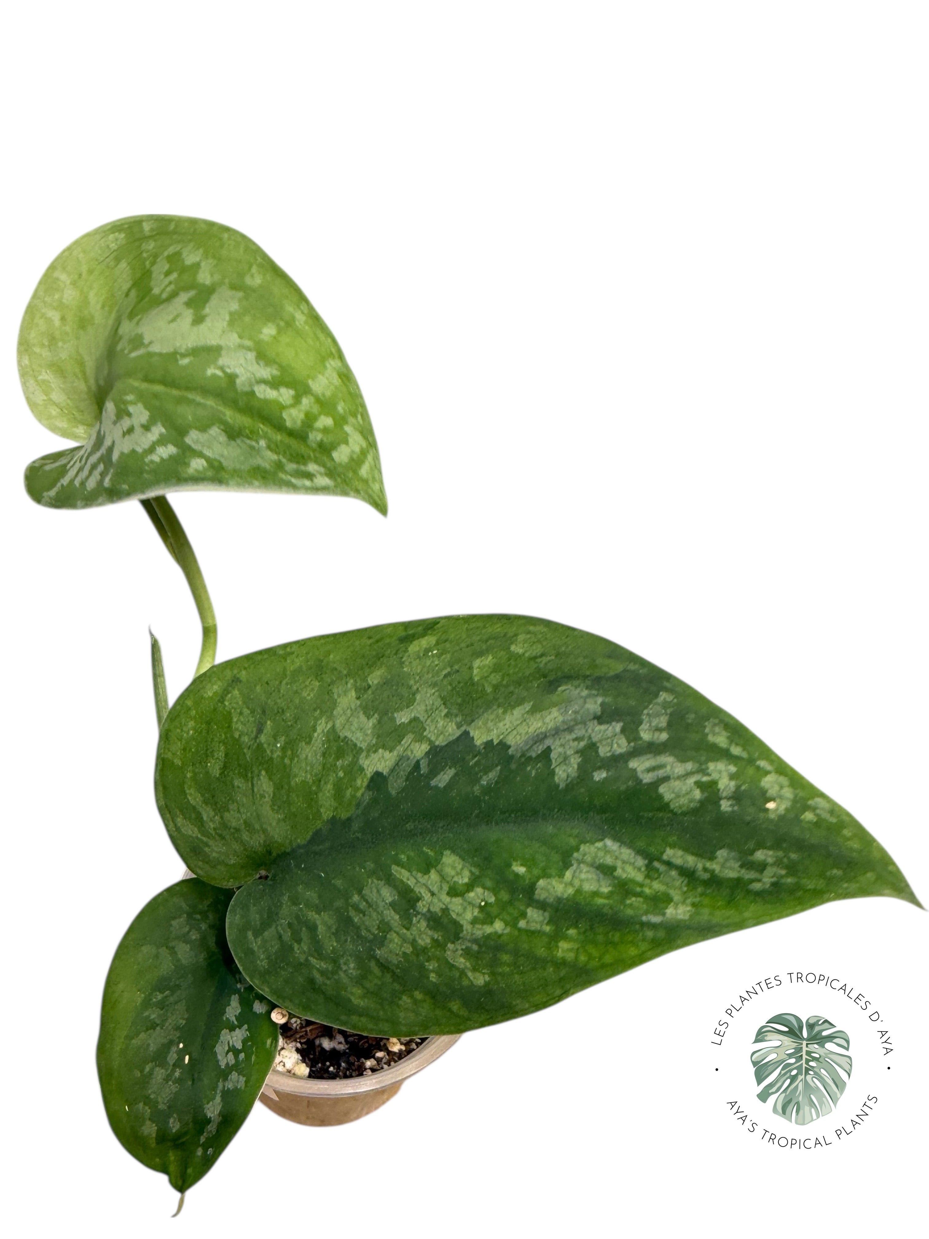 Scindapsus Kusuma -EXP20