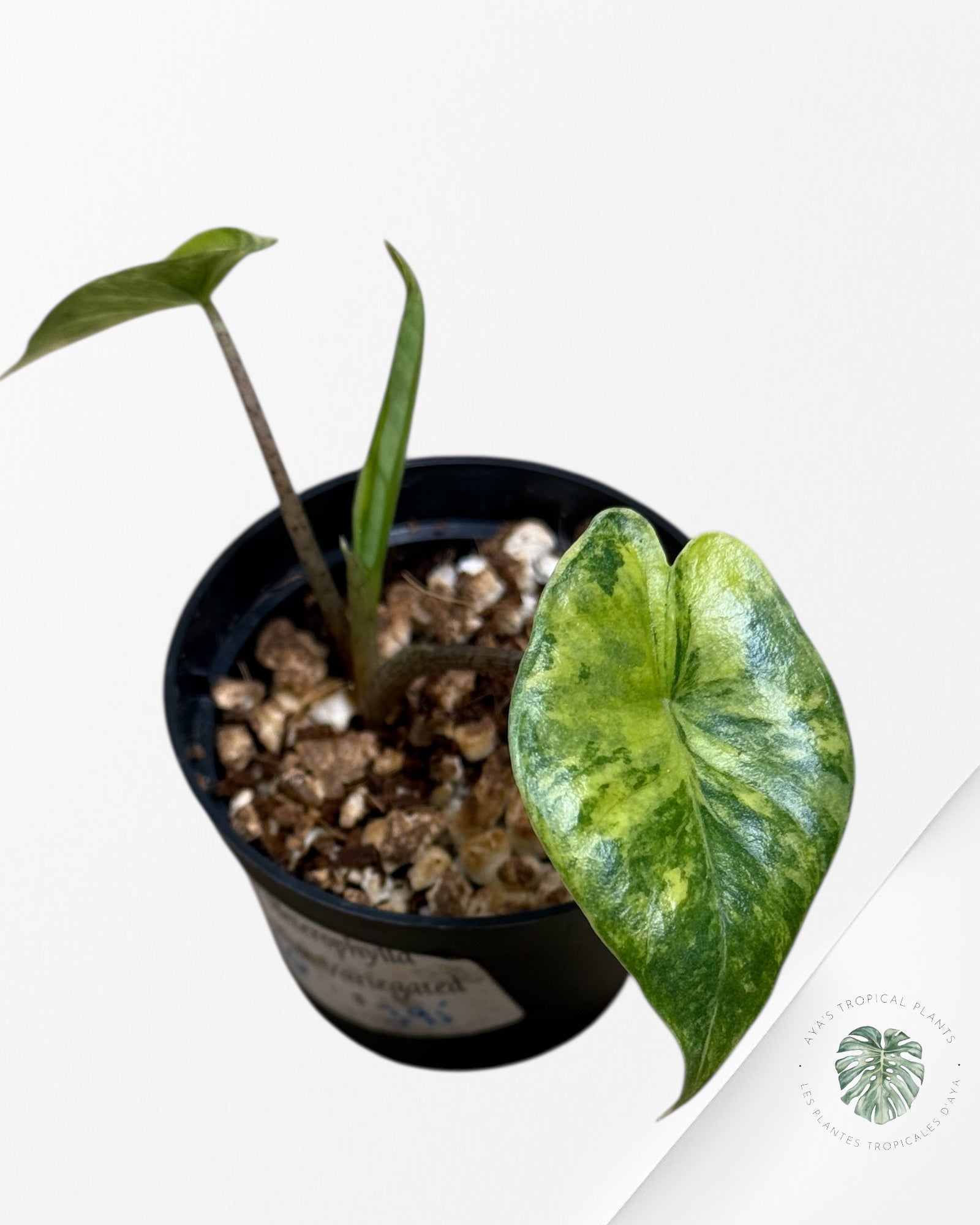 Alocasia Heterophylla Metallic Blue Variegated - 110