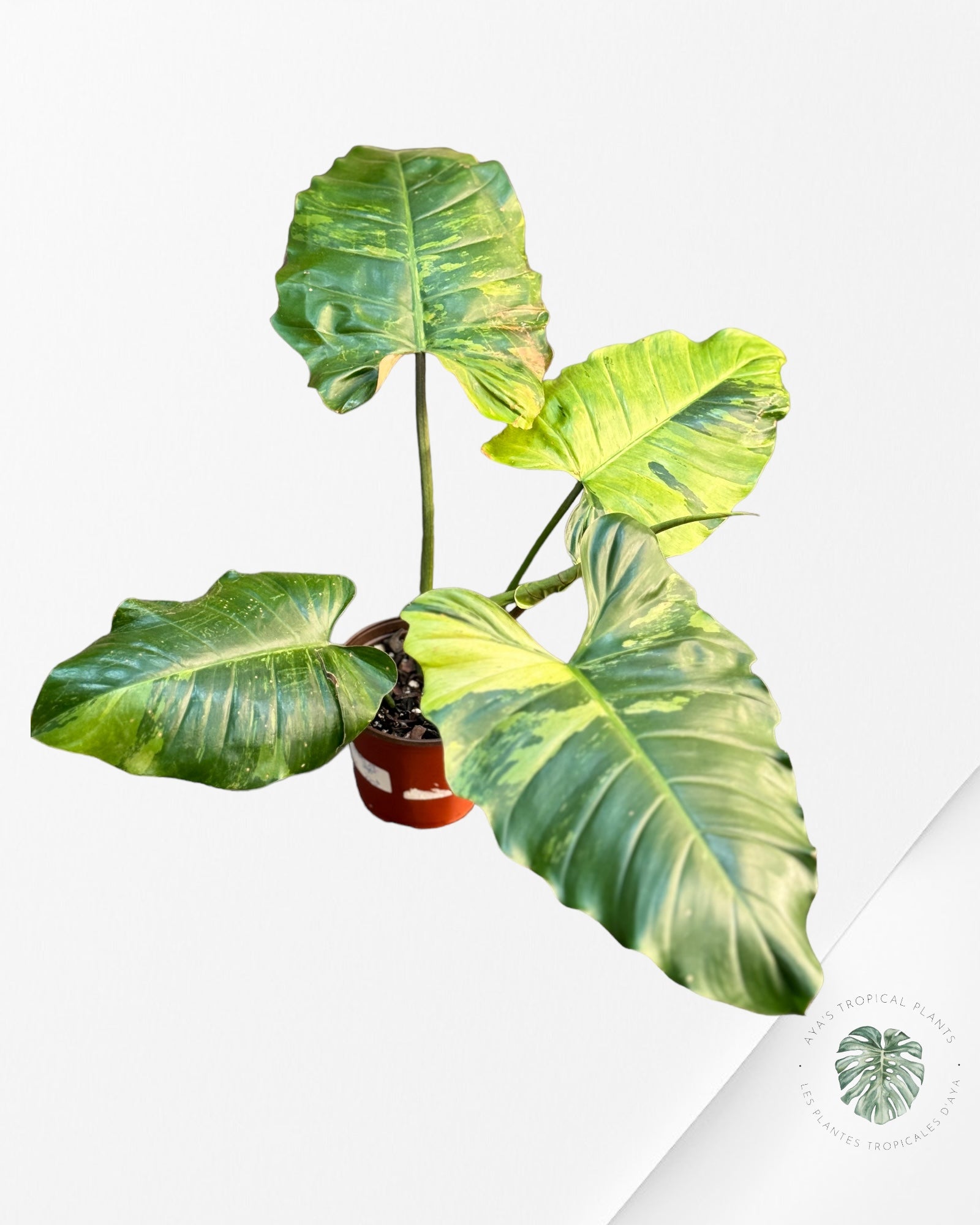 Philodendron Jungle Fever Variagated- ( XL) 24026
