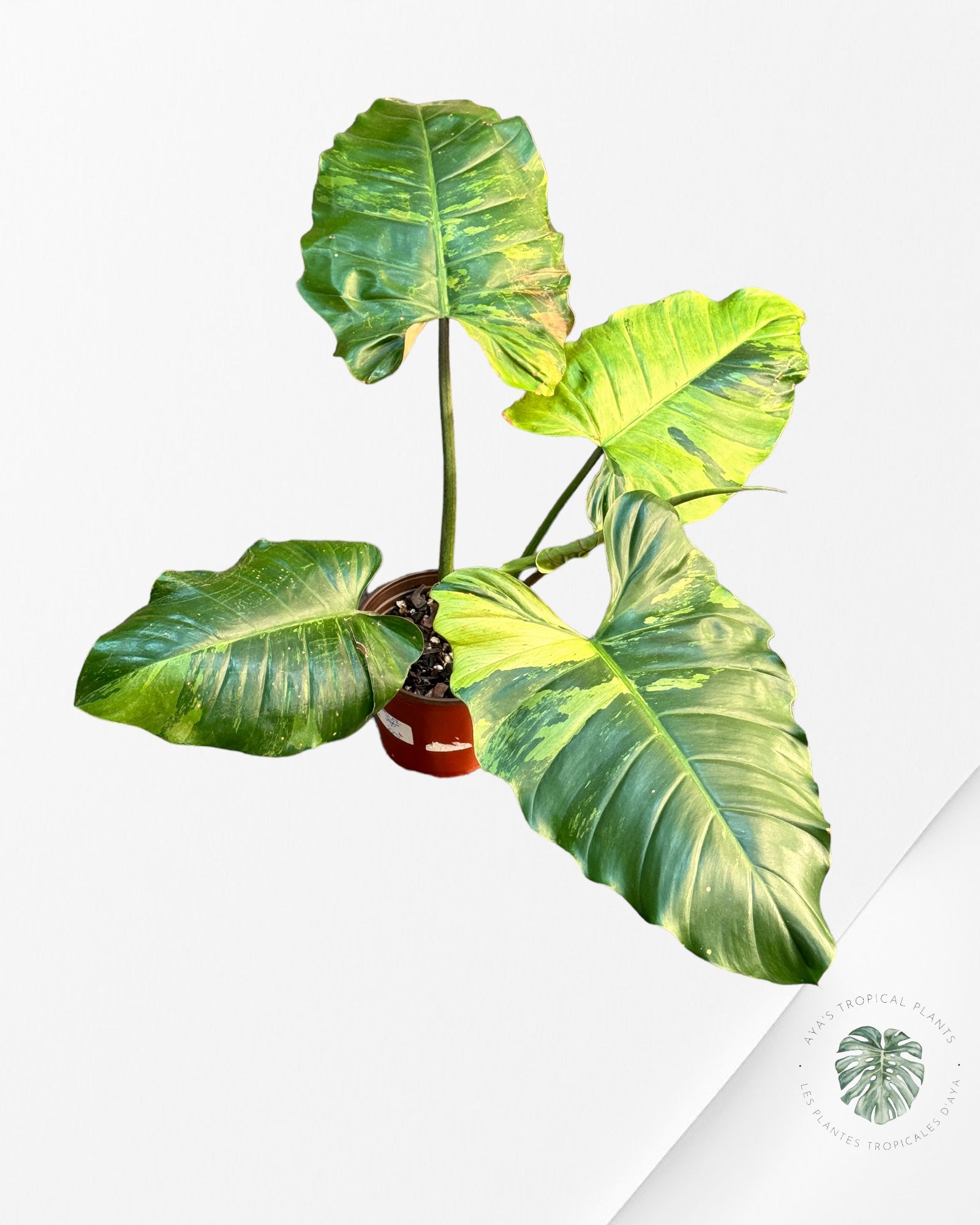 Philodendron Jungle Fever Variagated ( XL) 24026