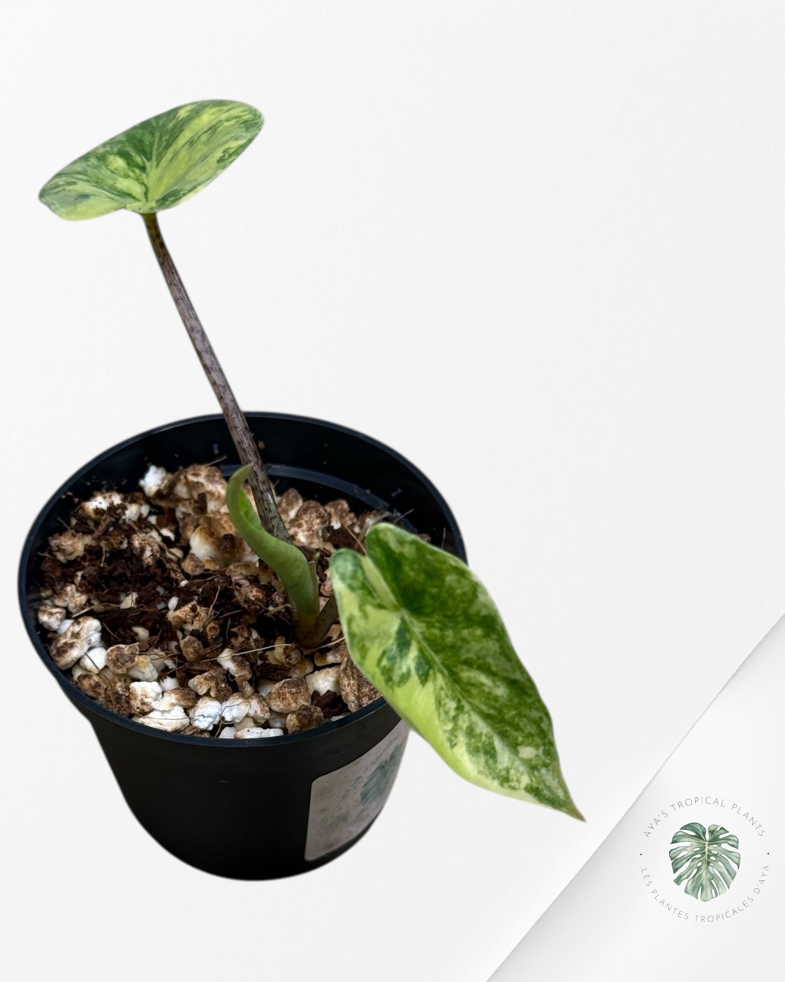 Alocasia Heterophylla Metallic Blue Variegated - 110