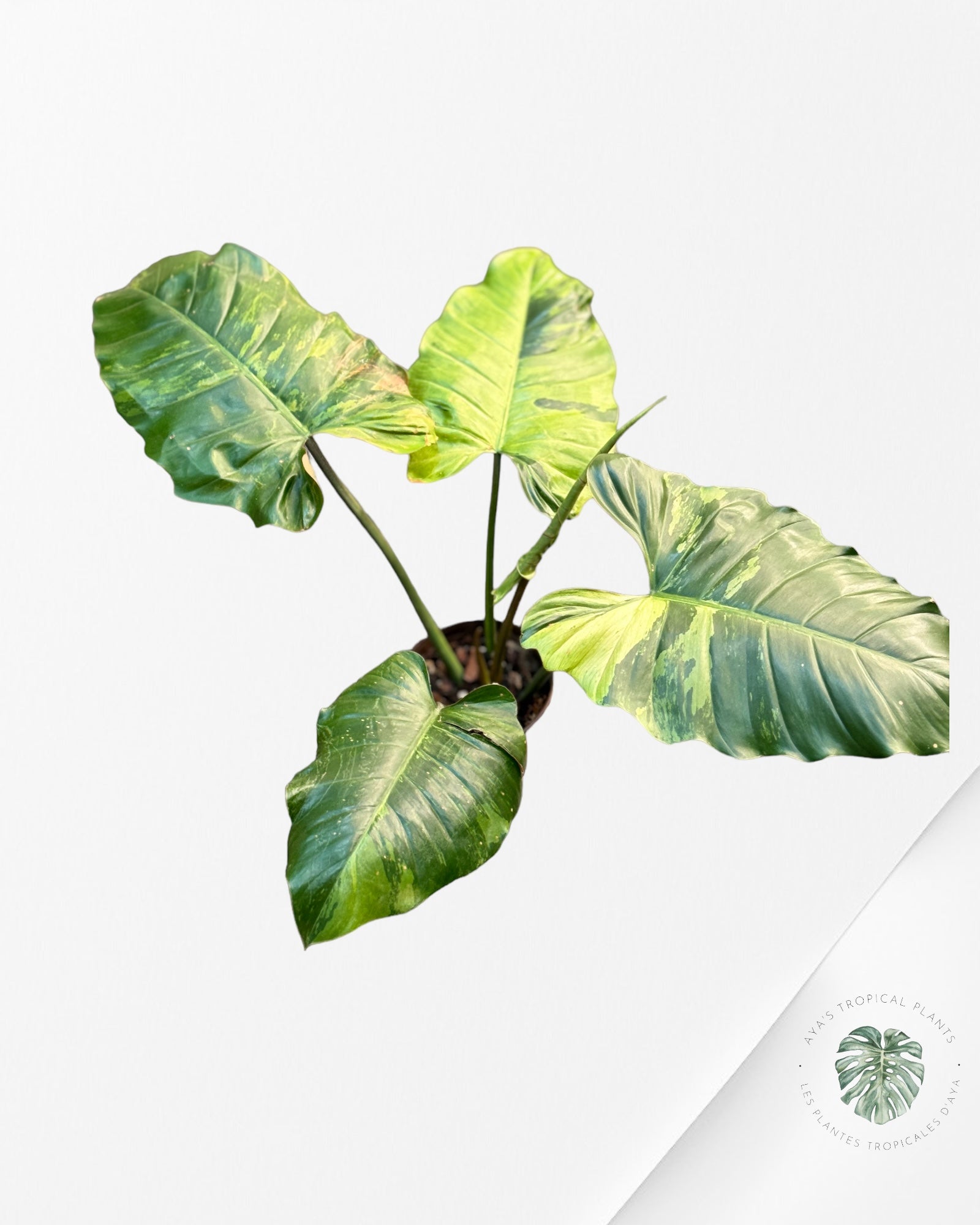 Philodendron Jungle Fever Variagated ( XL) 24026