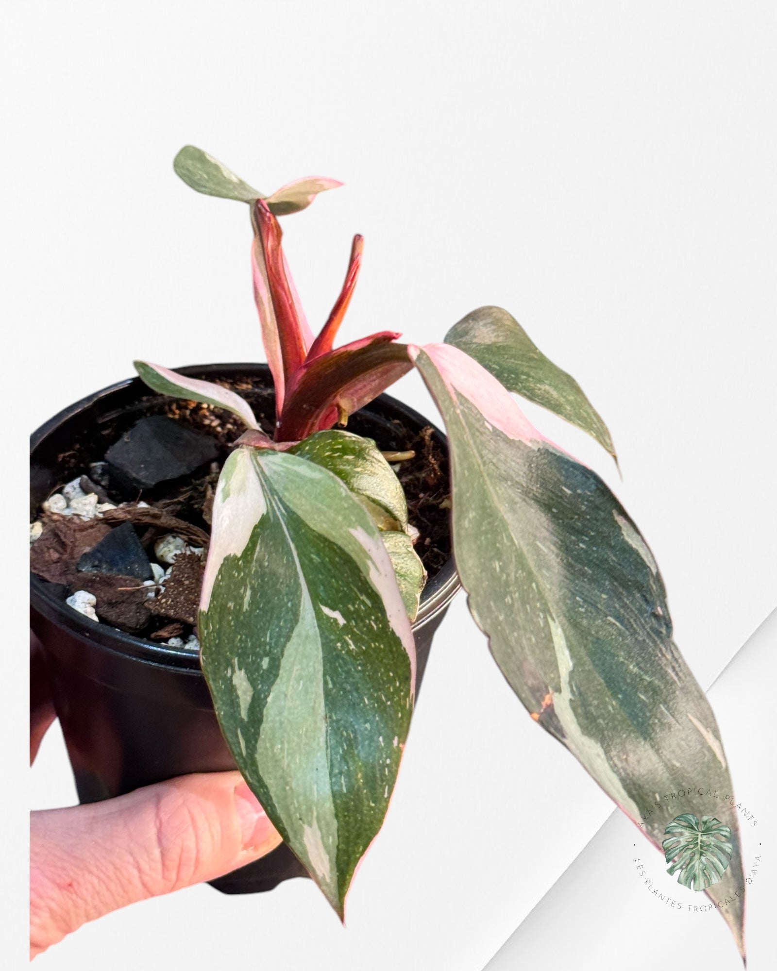 Philodendron Pink Princess Marble-PPM1