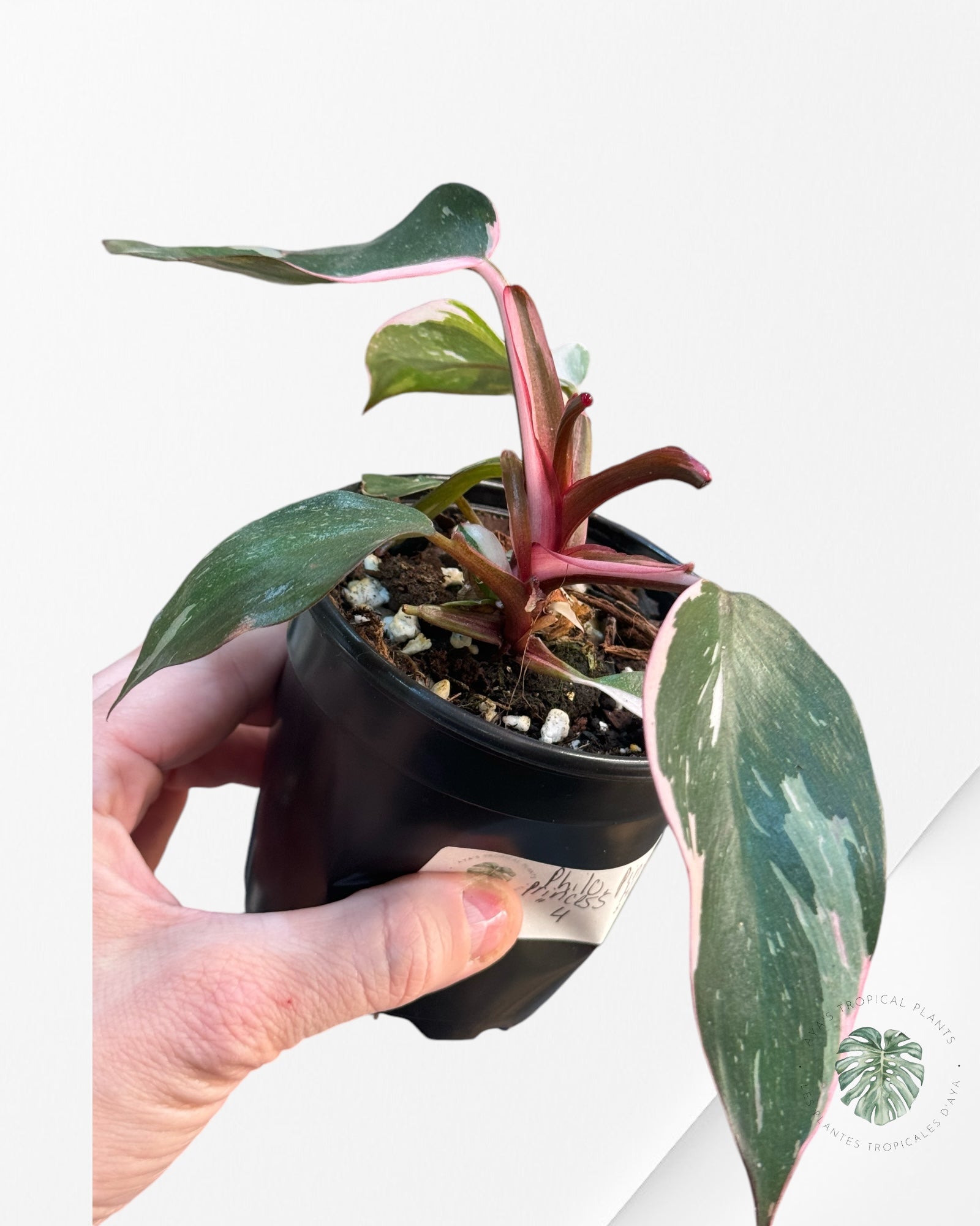 Philodendron Pink Princess Marble-PPM1