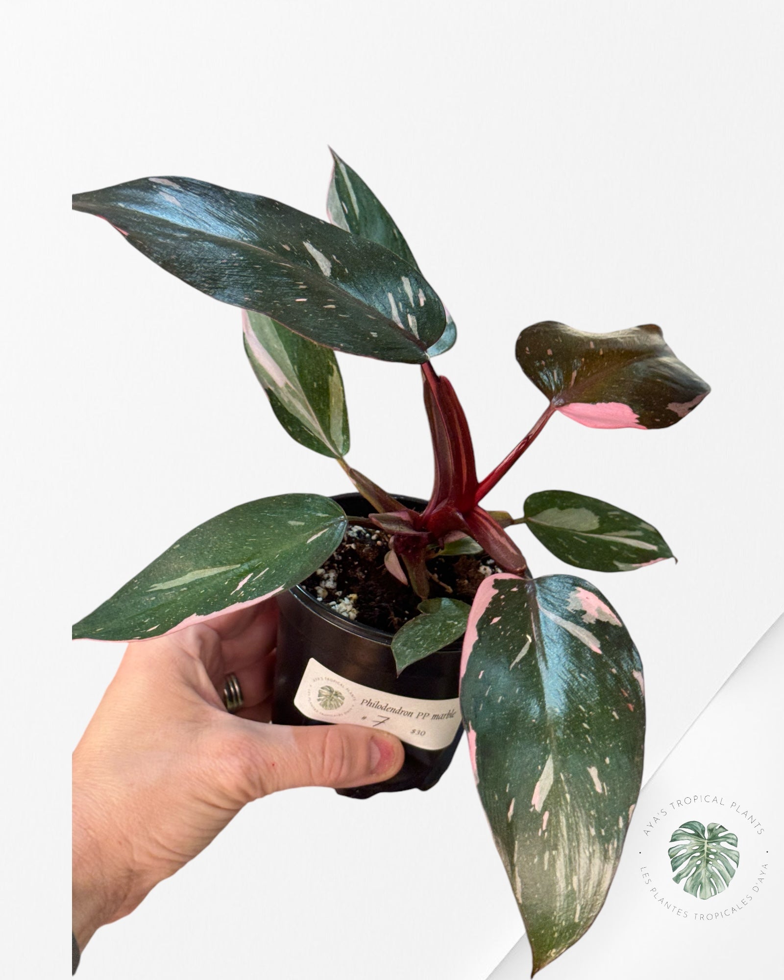 Philodendron Pink Princess Marble-PPM7