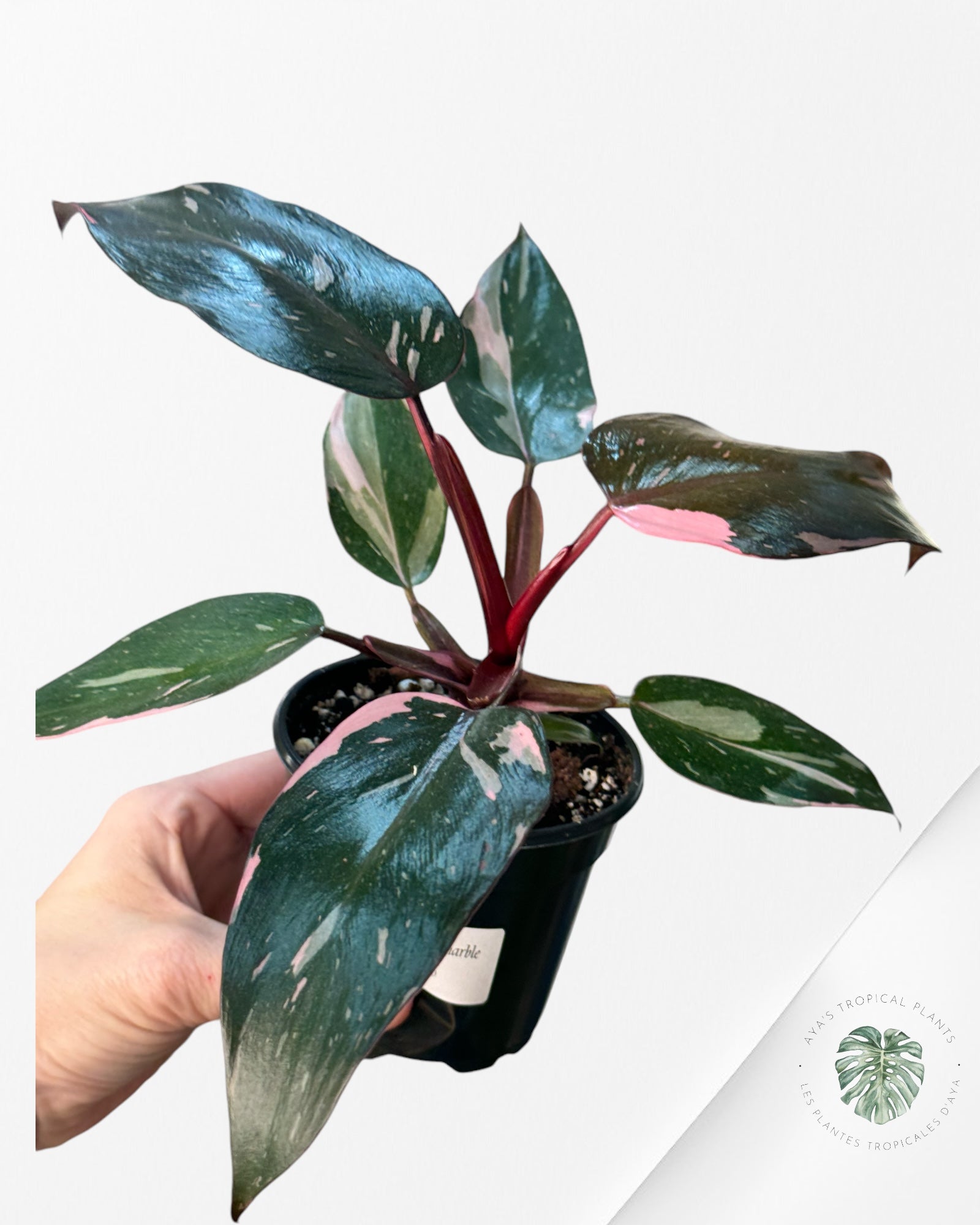 Philodendron Pink Princess Marble-PPM7