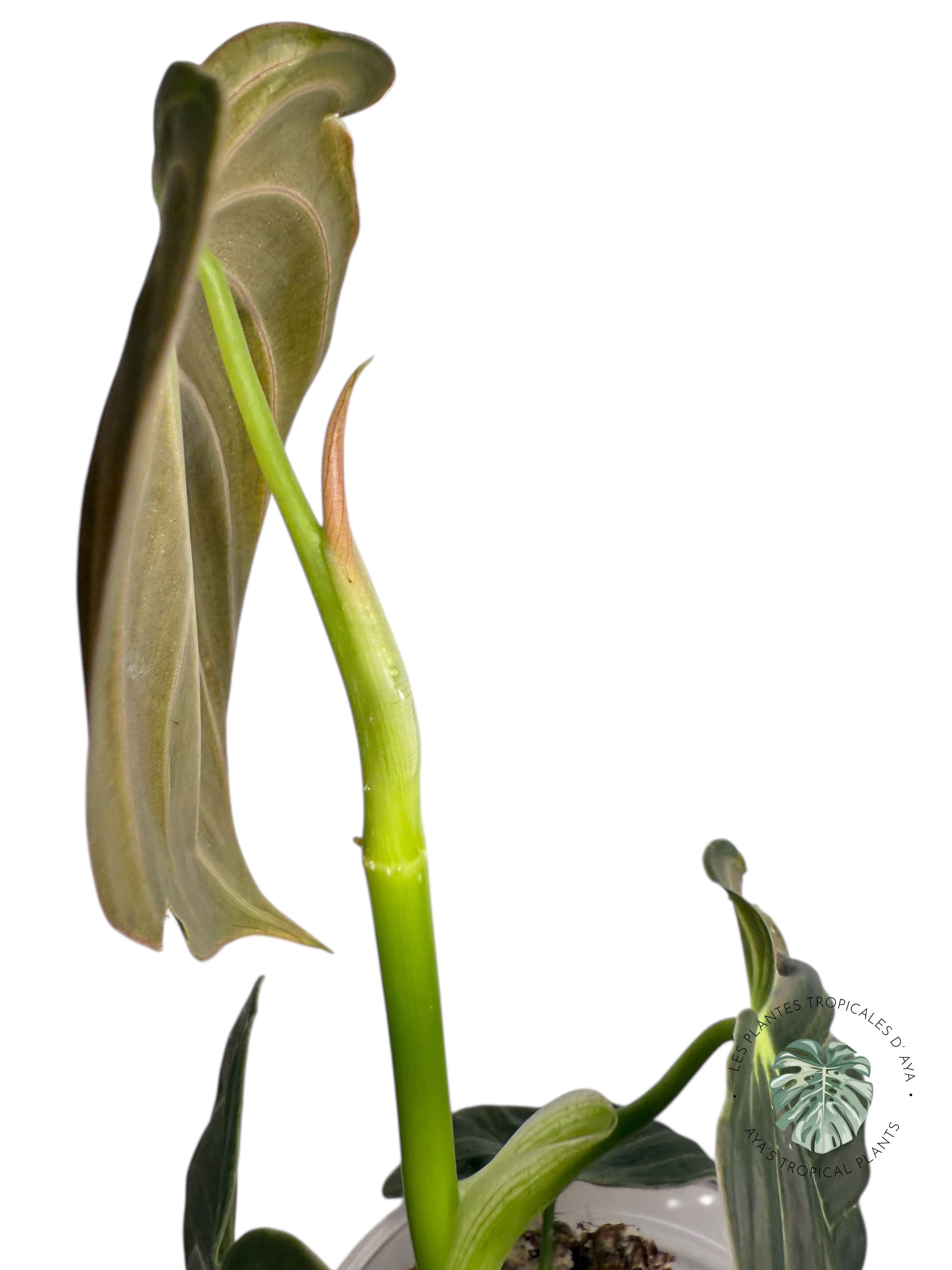 Philodendron Melanochrysum Orange (Bonfire) | Plante Aracée rare | Plantes tropicales d'Aya