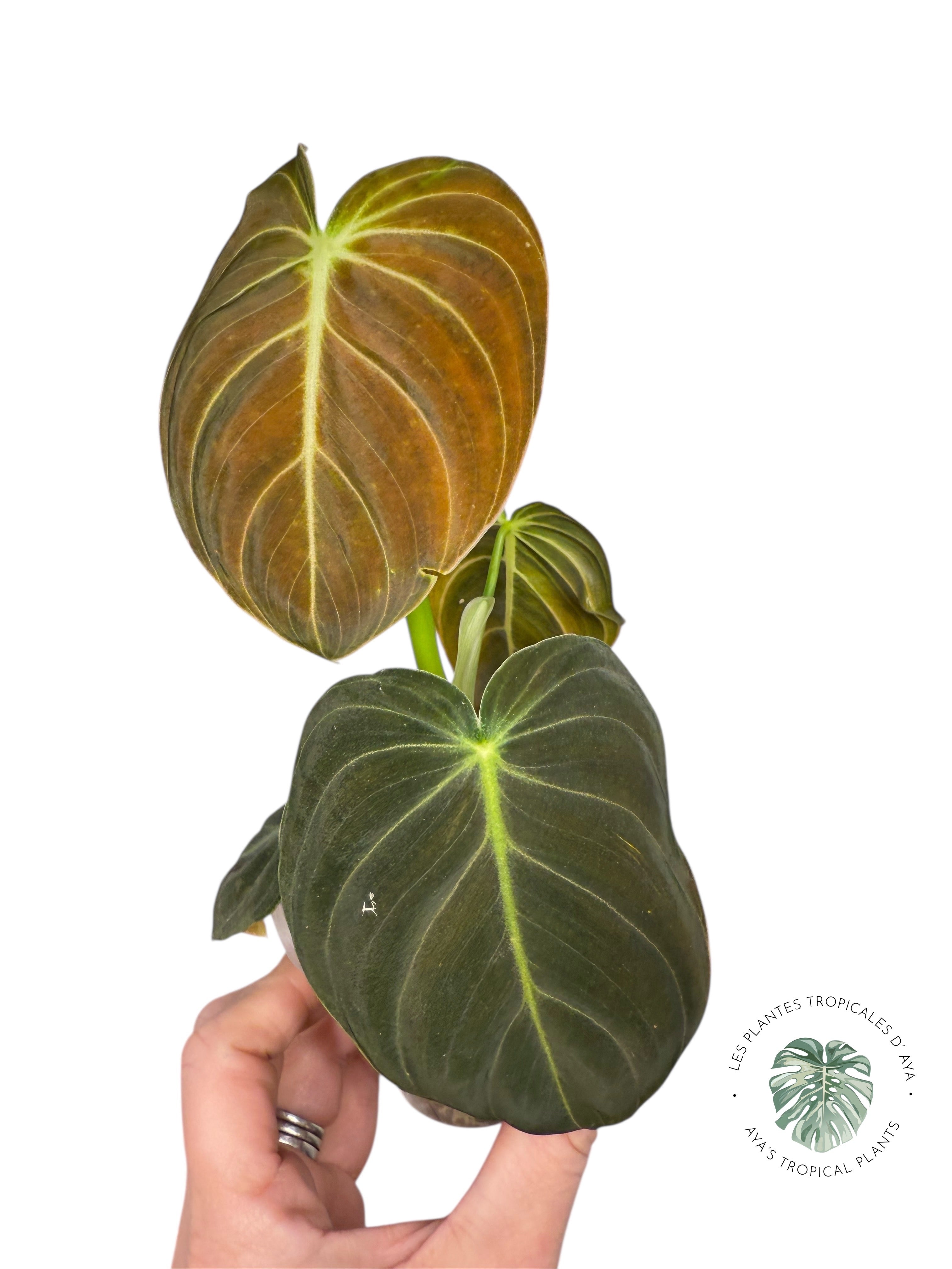 Philodendron Melanochrysum Orange (Bonfire) | Plante Aracée rare | Plantes tropicales d'Aya