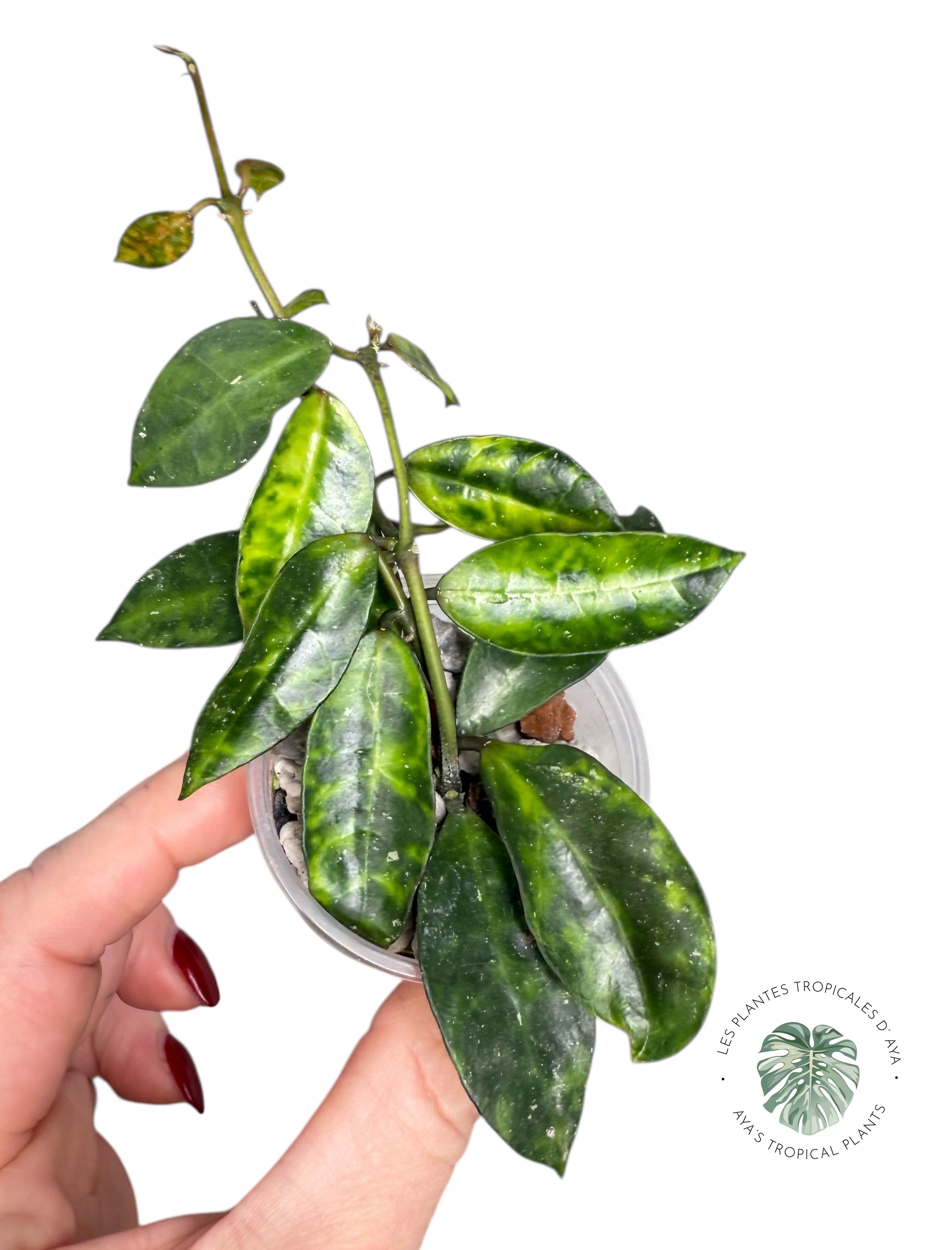 Hoya lacunosa 'Amarillo'