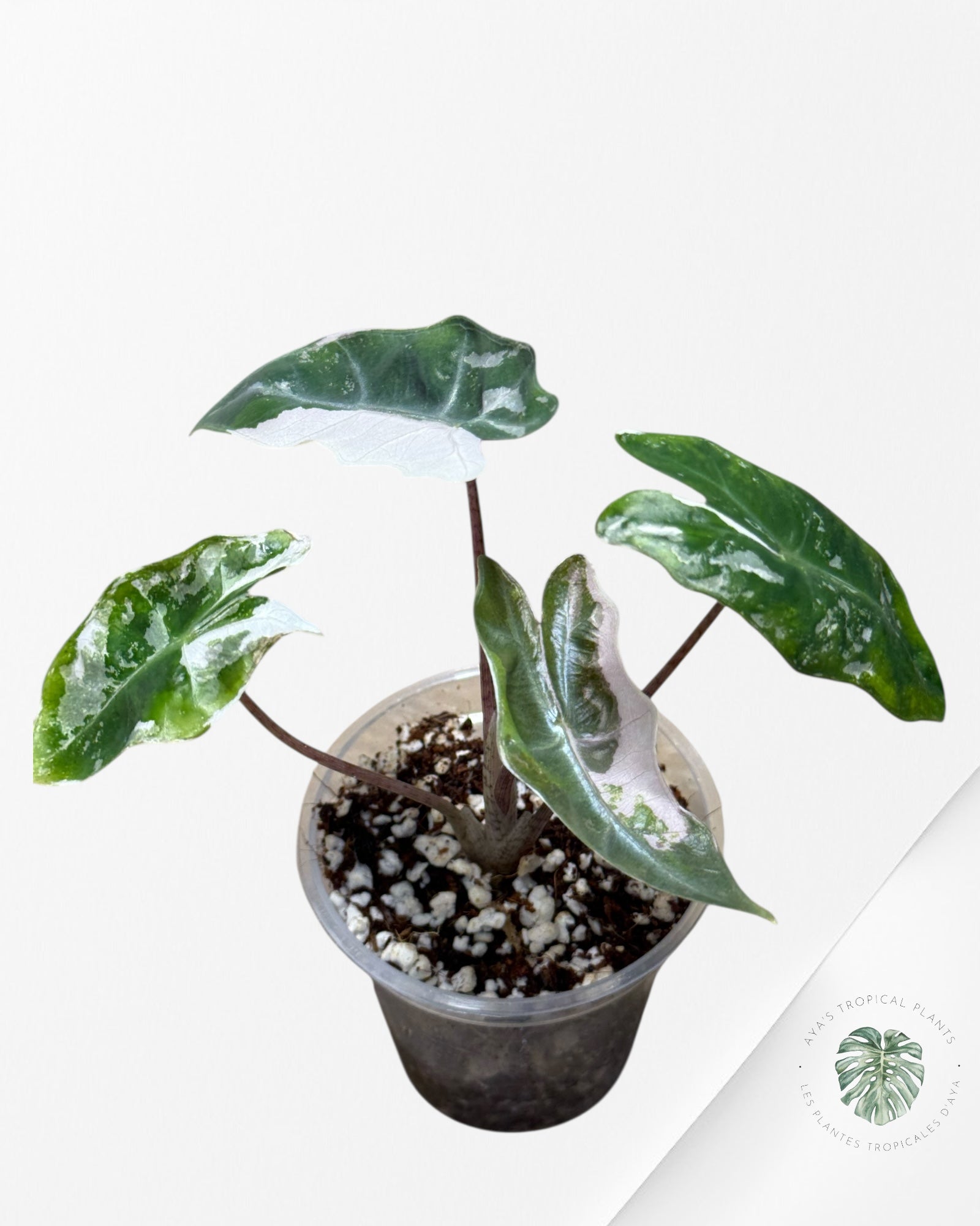 Alocasia Alocasia Pseudo Sanderiana Albo/Pink - 267