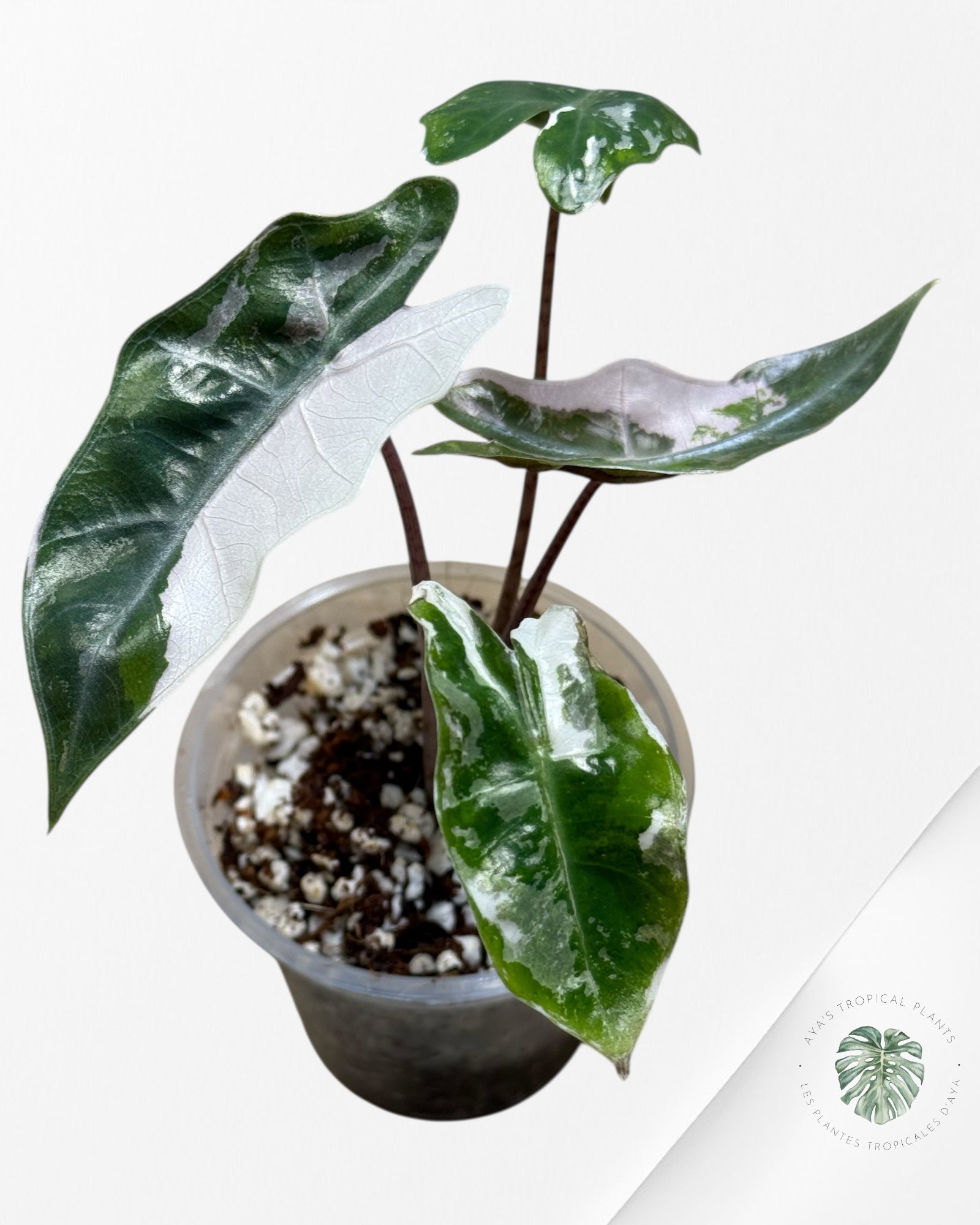 Alocasia Alocasia Pseudo Sanderiana Albo/Pink - 267