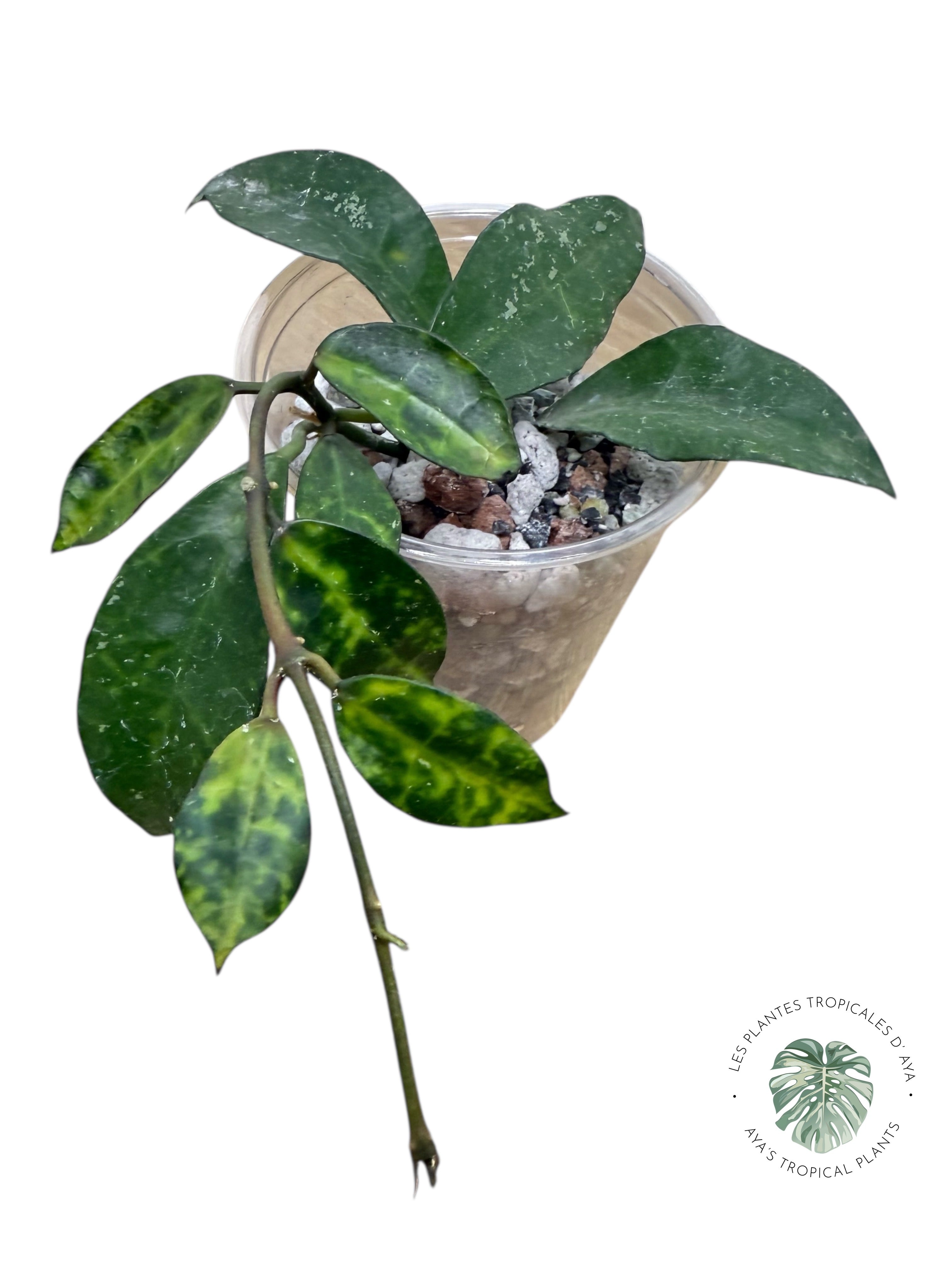 Hoya lacunosa 'Amarillo'