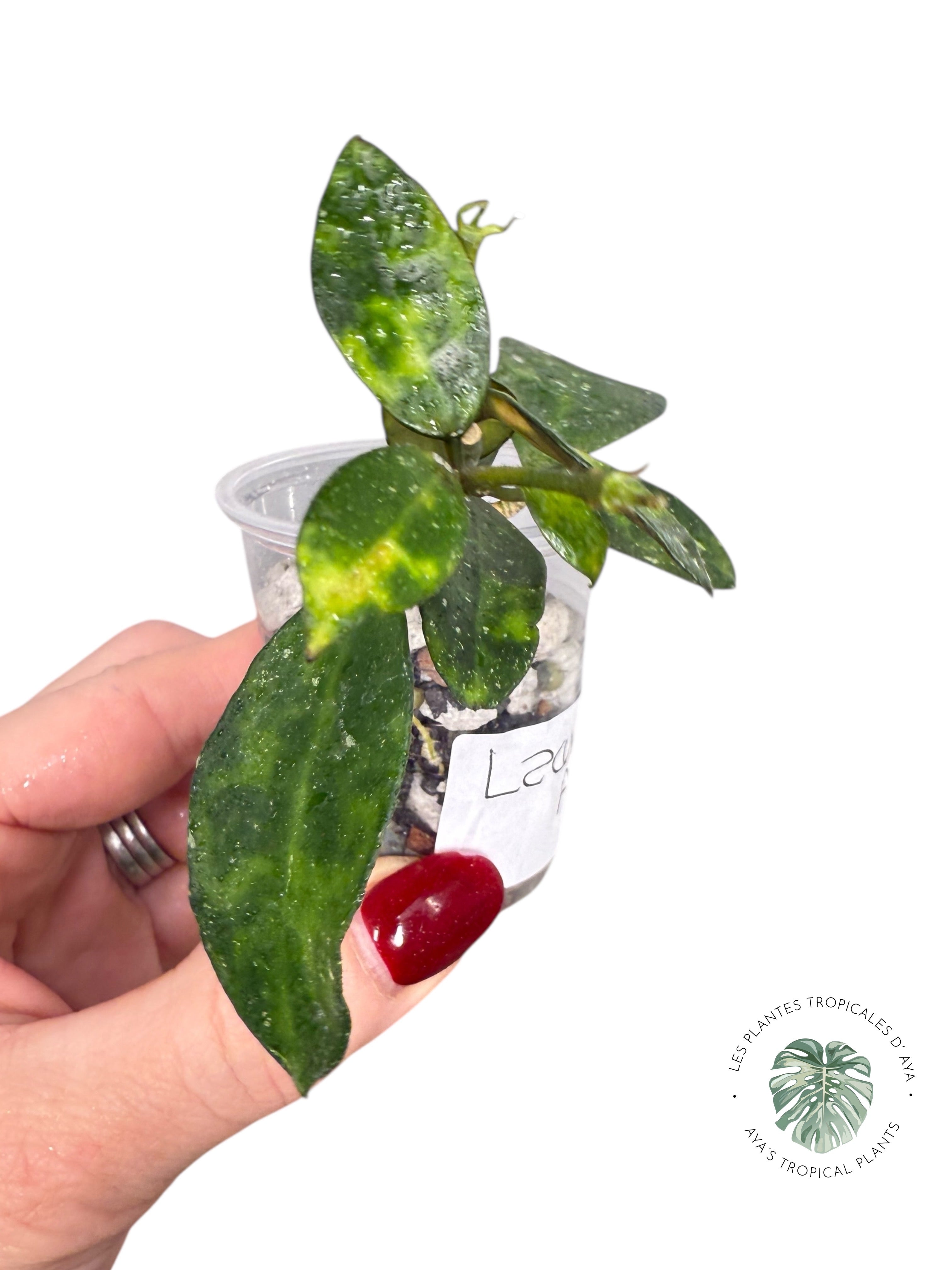 Hoya lacunosa 'Amarillo'