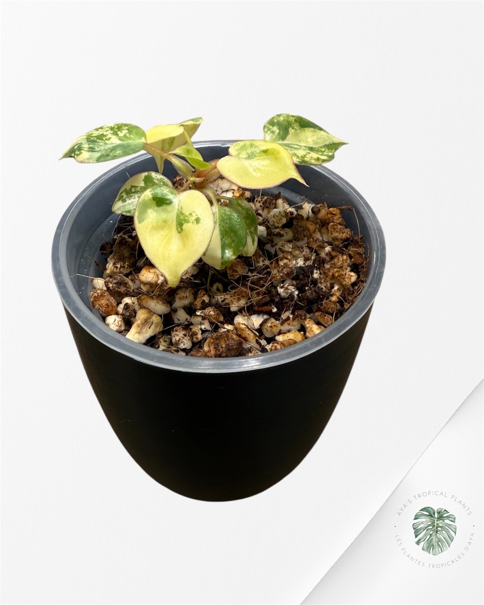 Philodendron Billietiae Variegated