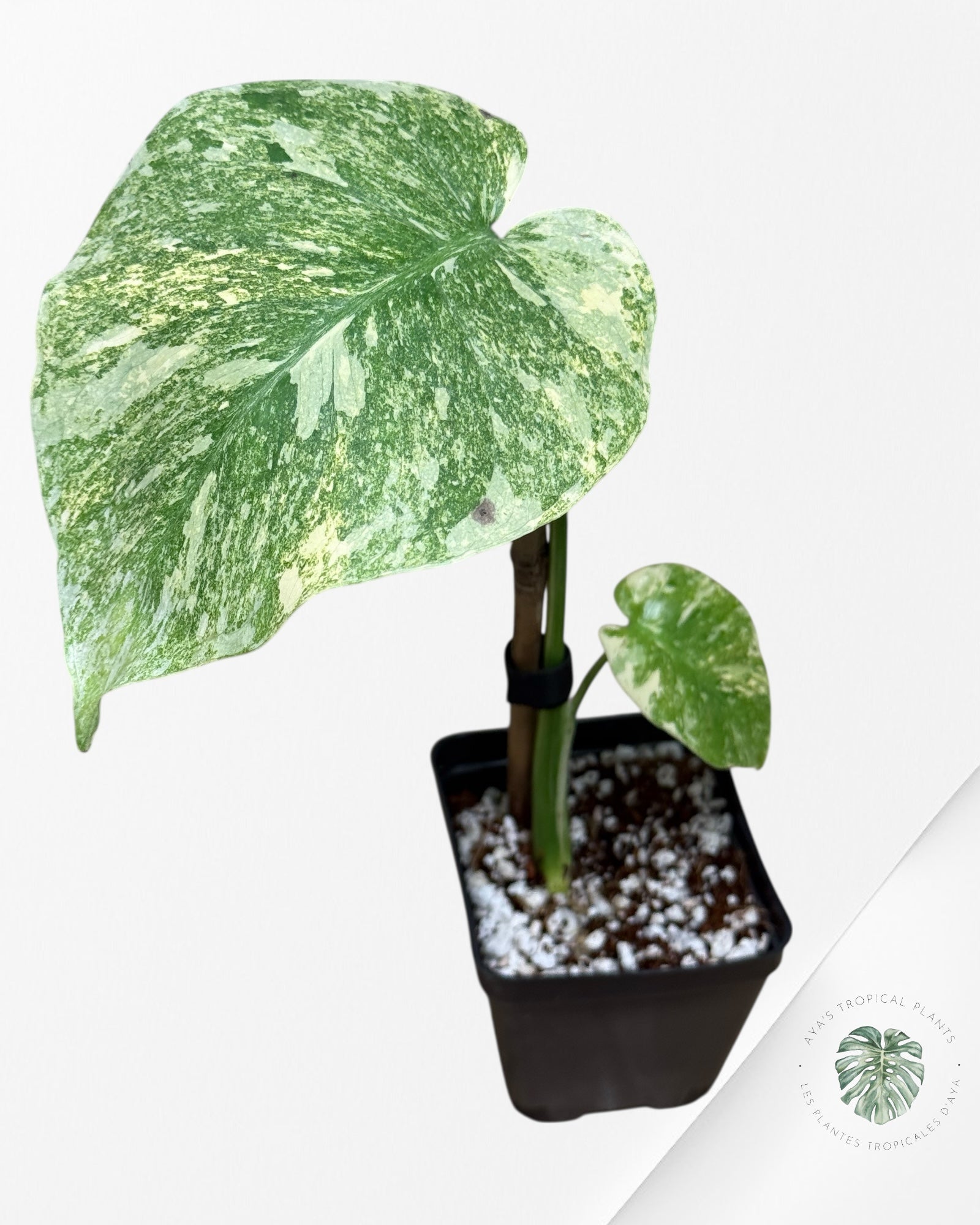Monstera Legacy - 282