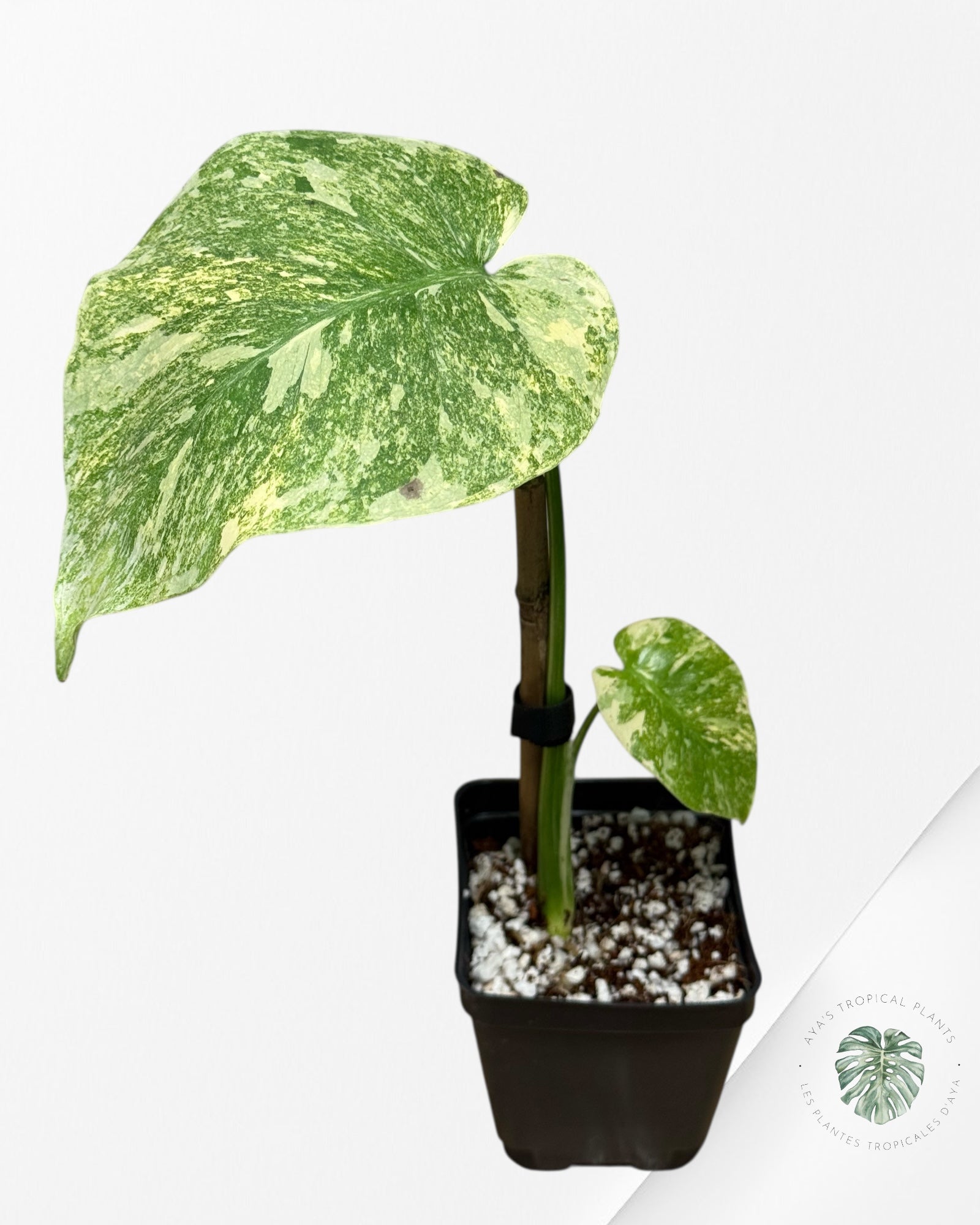 Monstera Legacy - 282