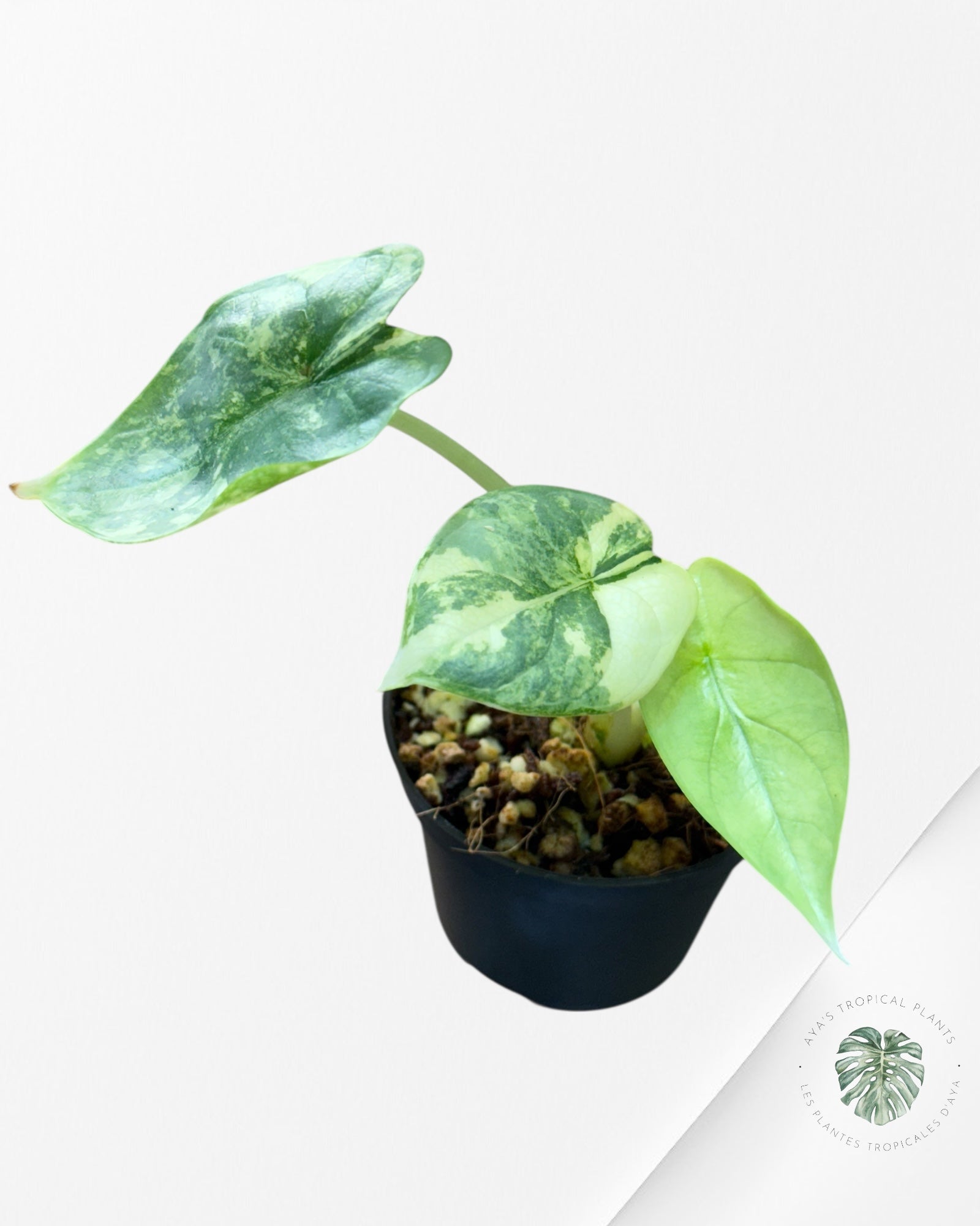 Alocasia Silver Dragon Variegated Aurea -LL22