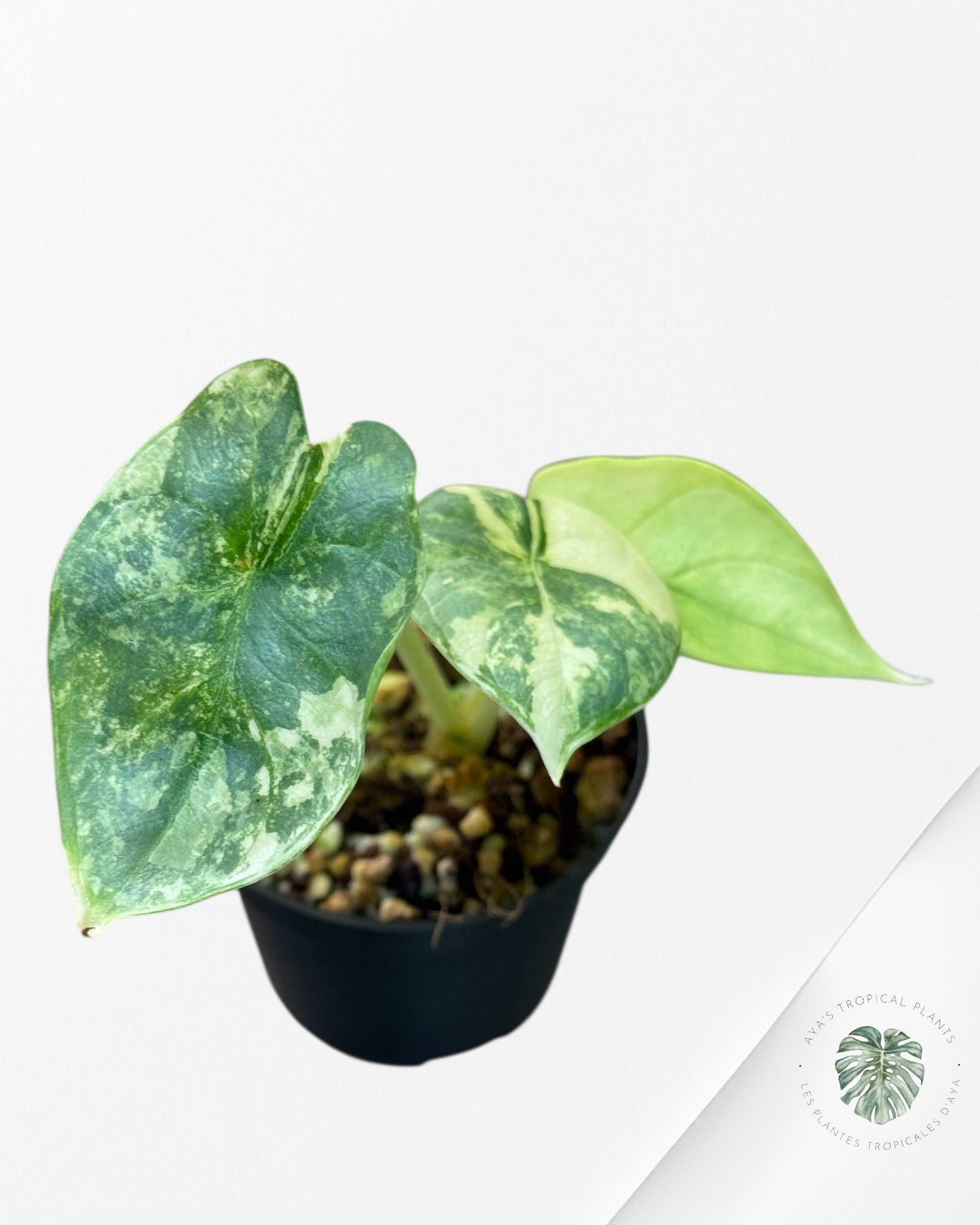 Alocasia Silver Dragon Variegated Aurea -LL22