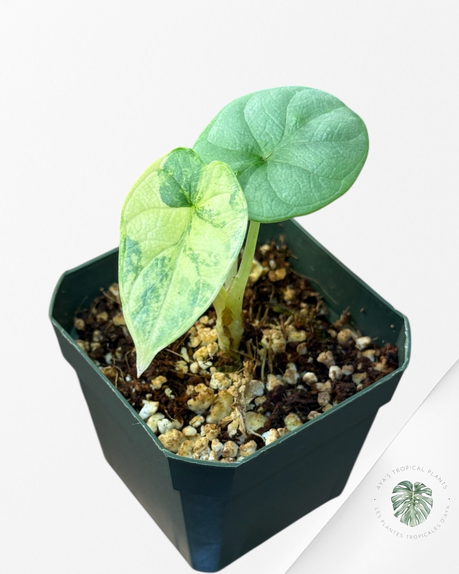Alocasia Silver Dragon Variegated Aurea -AA