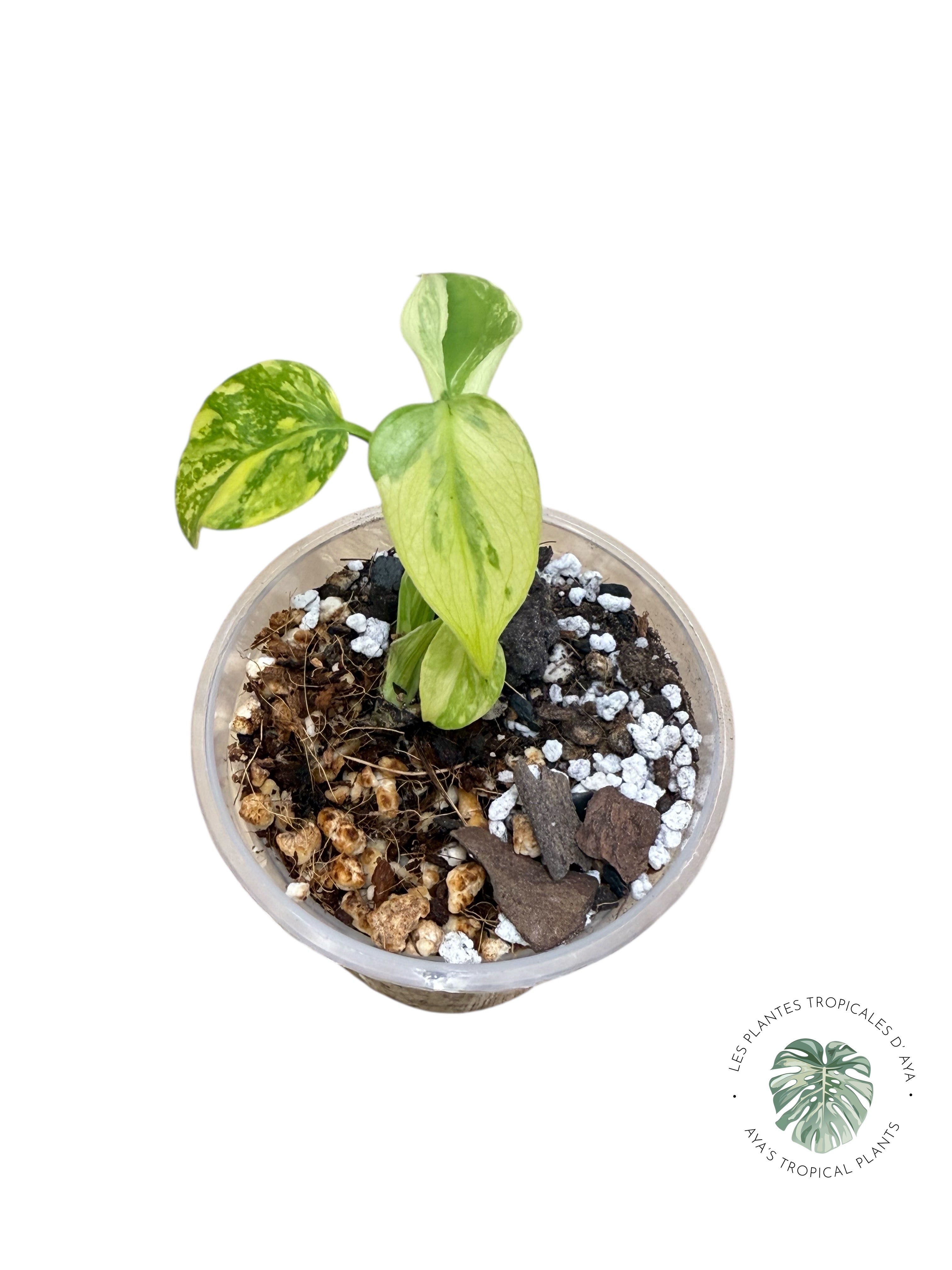 Monstera Deliciosa Electrolyte |Rare TC Plant | Aya's Tropical Plants