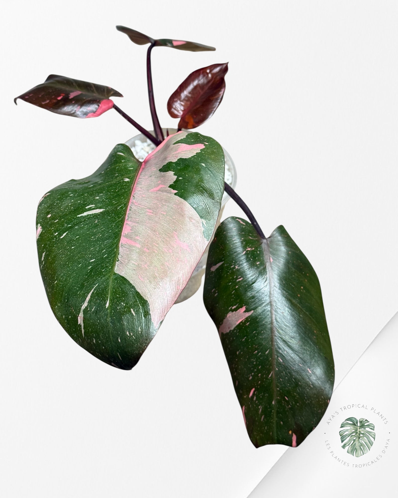 Philodendron 'Pink Princess' Marble King - 285