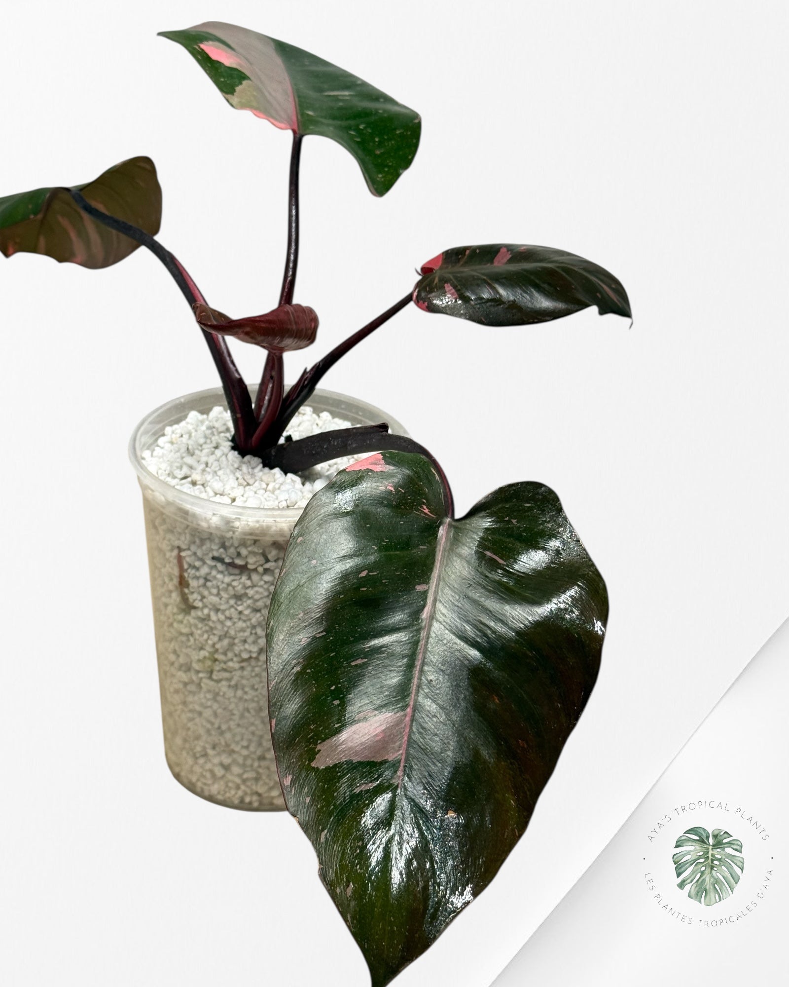 Philodendron 'Pink Princess' Marble King - 285