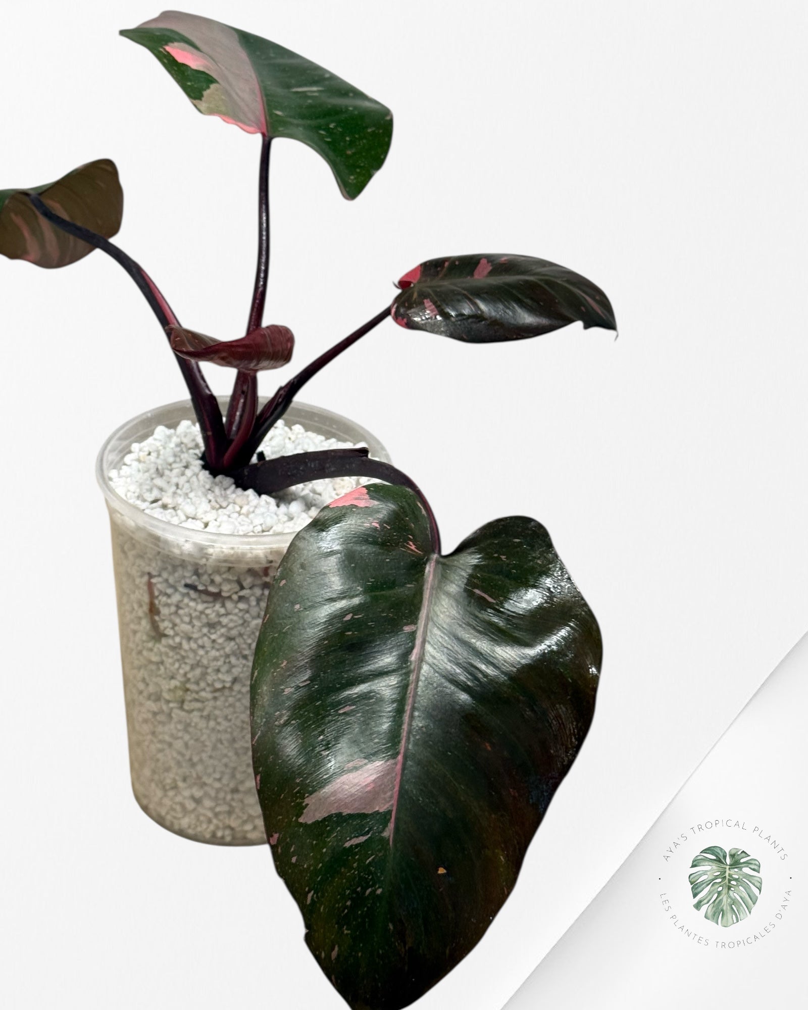 Philodendron 'Pink Princess' Marble King - 285