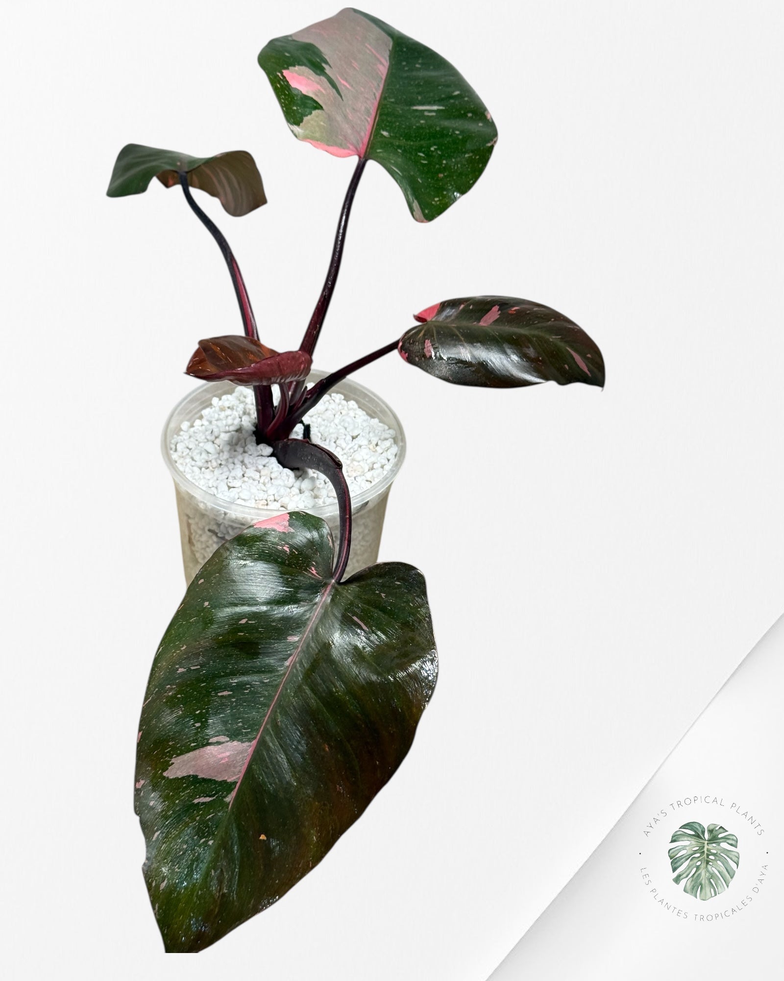 Philodendron 'Pink Princess' Marble King - 285