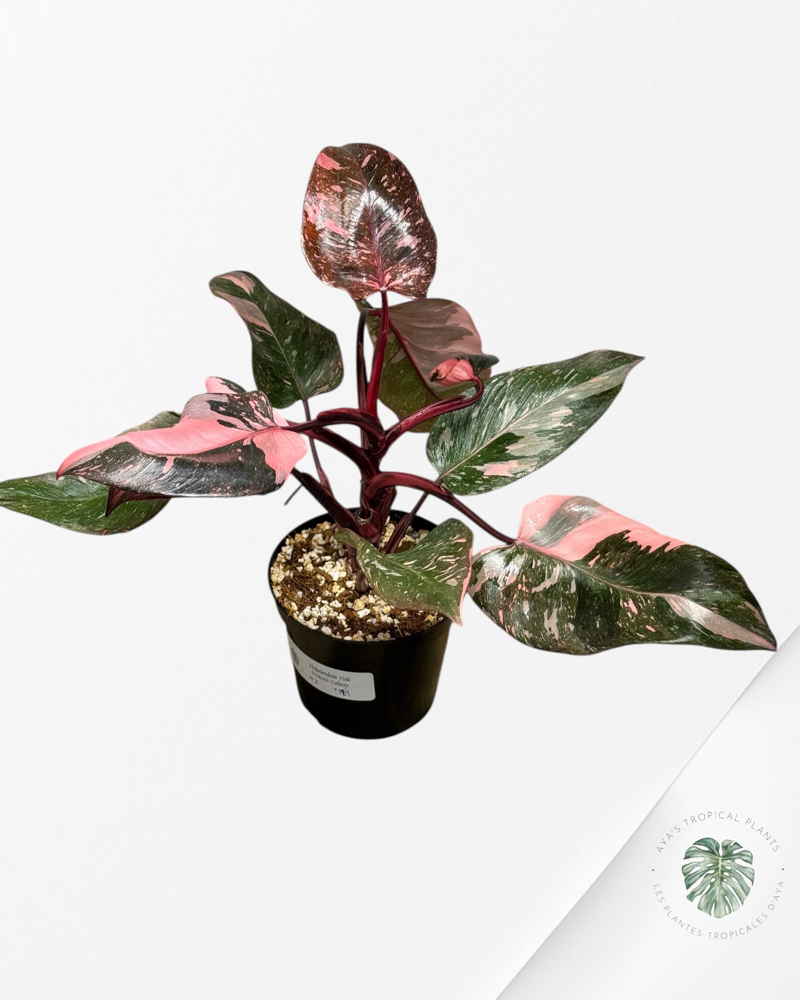 Philodendron 'Pink Princess Galaxy - F2