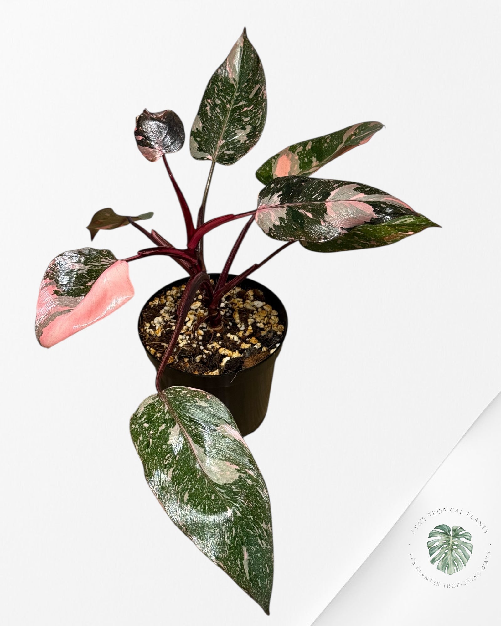 Philodendron 'Pink Princess Galaxy - F4