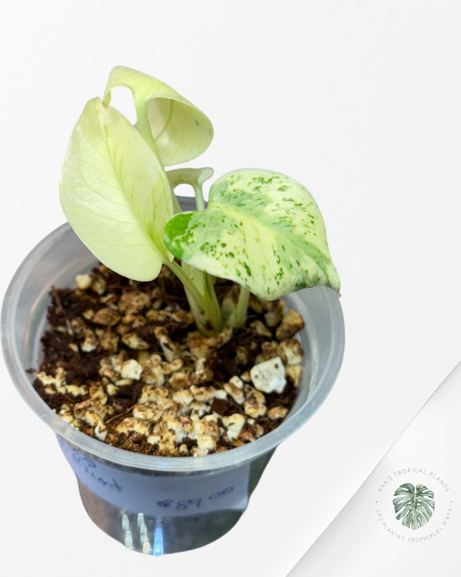 Monstera Menthe Blanche - 40