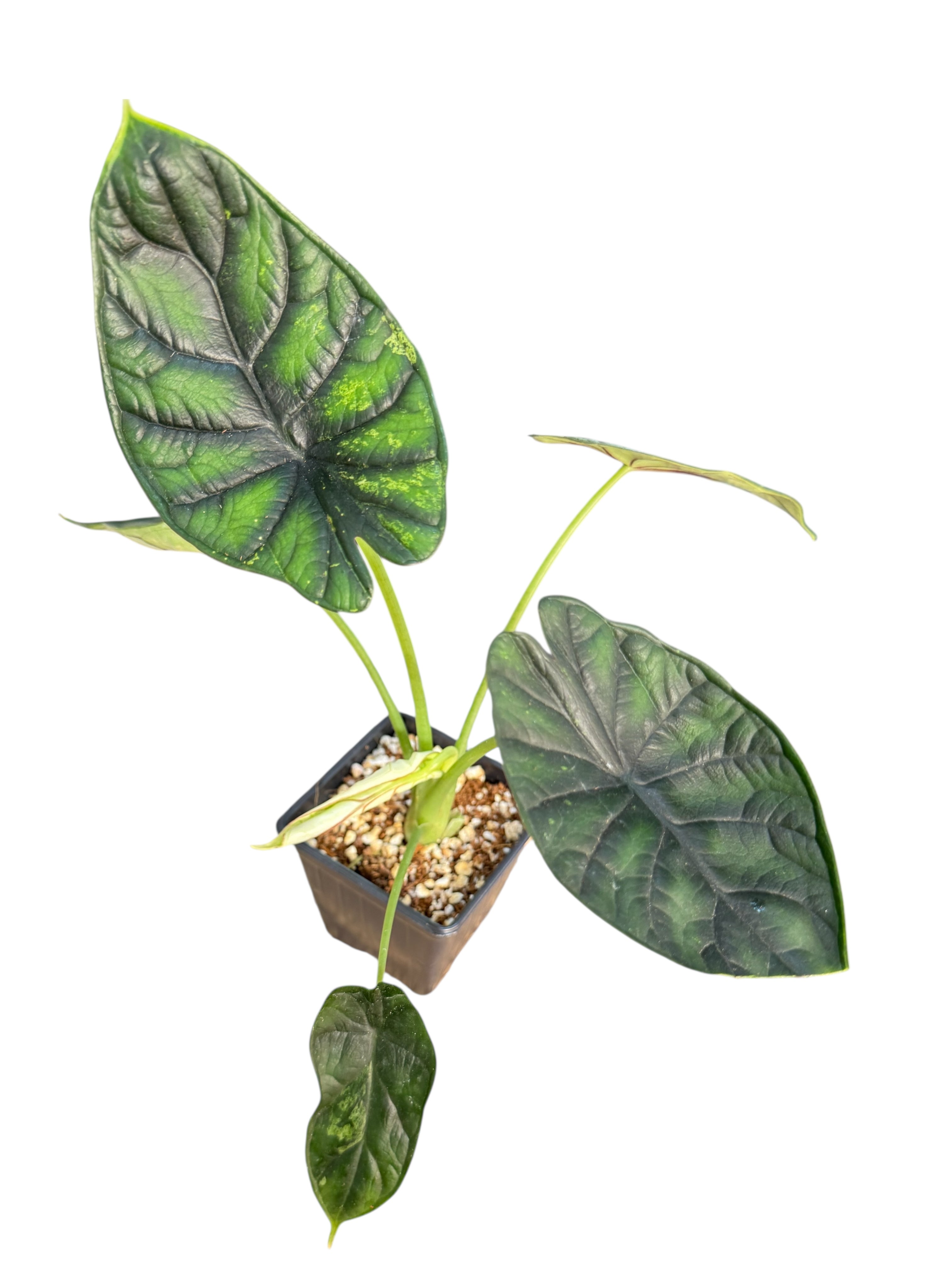 Alocasia Dragon Scale Mint |Rare Aroid| Aya's Tropical Plants