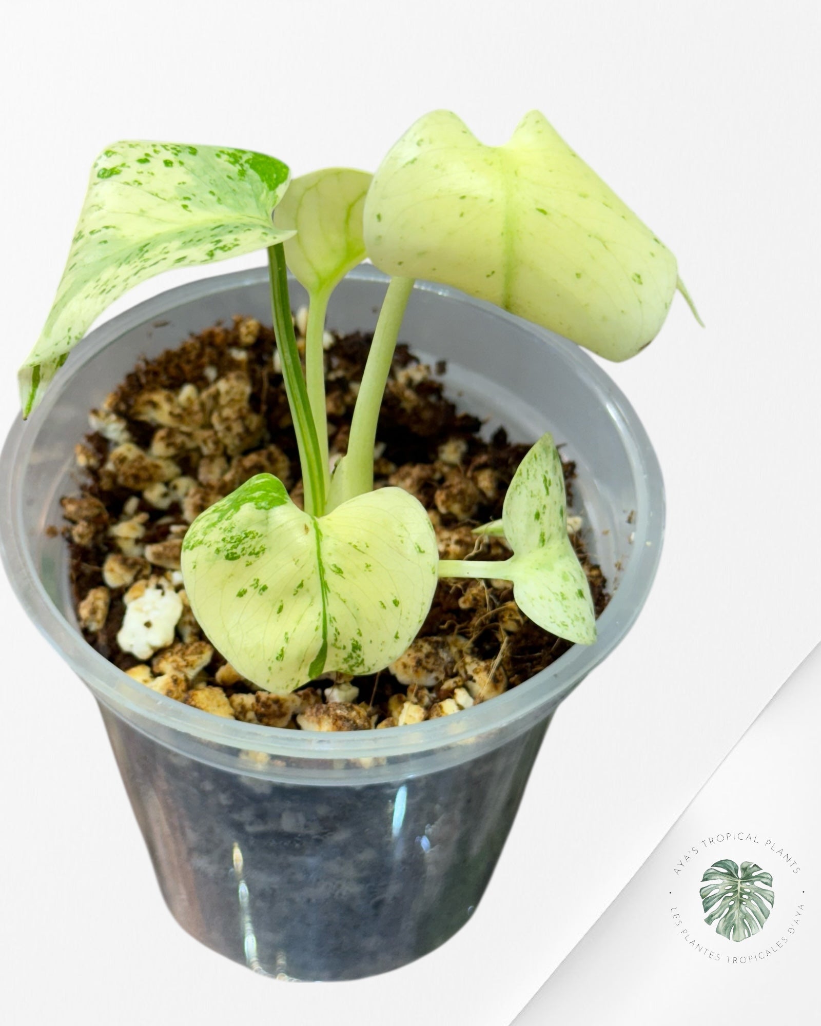 Monstera Menthe Blanche - 40