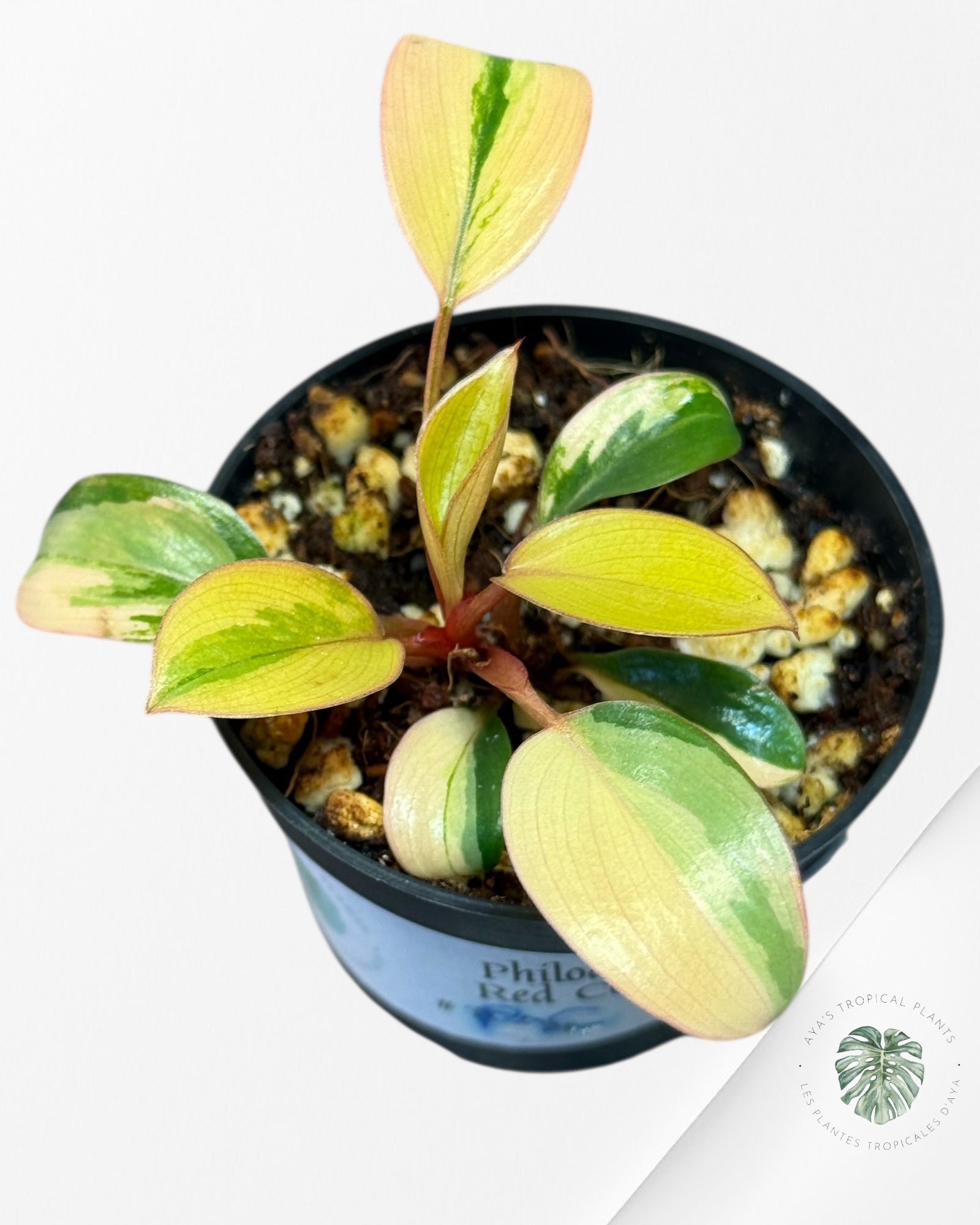 Philodendron Rouge Congo Variegata-RC
